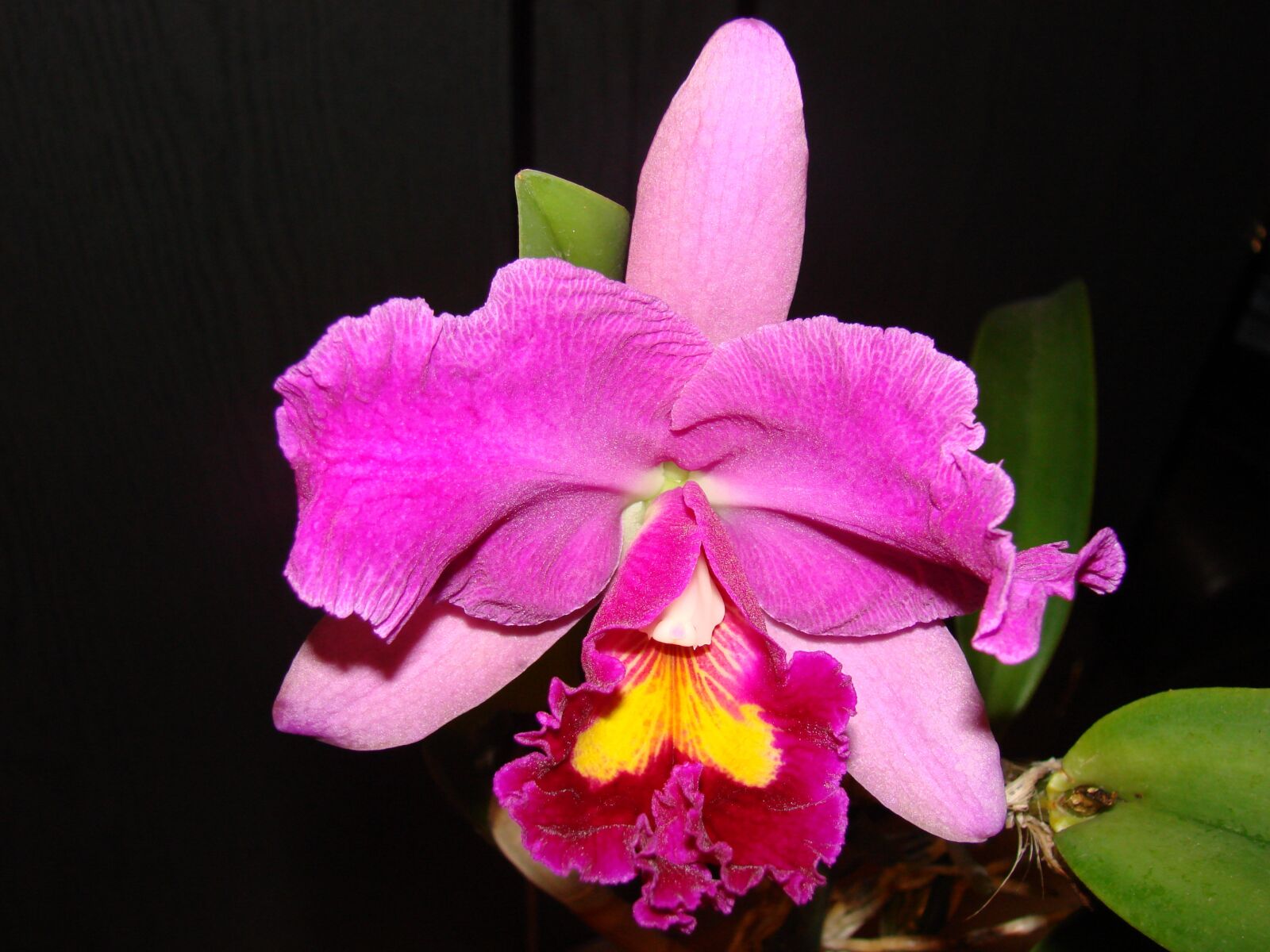 Sony DSC-H5 sample photo. Orchid, flower, flowers photography