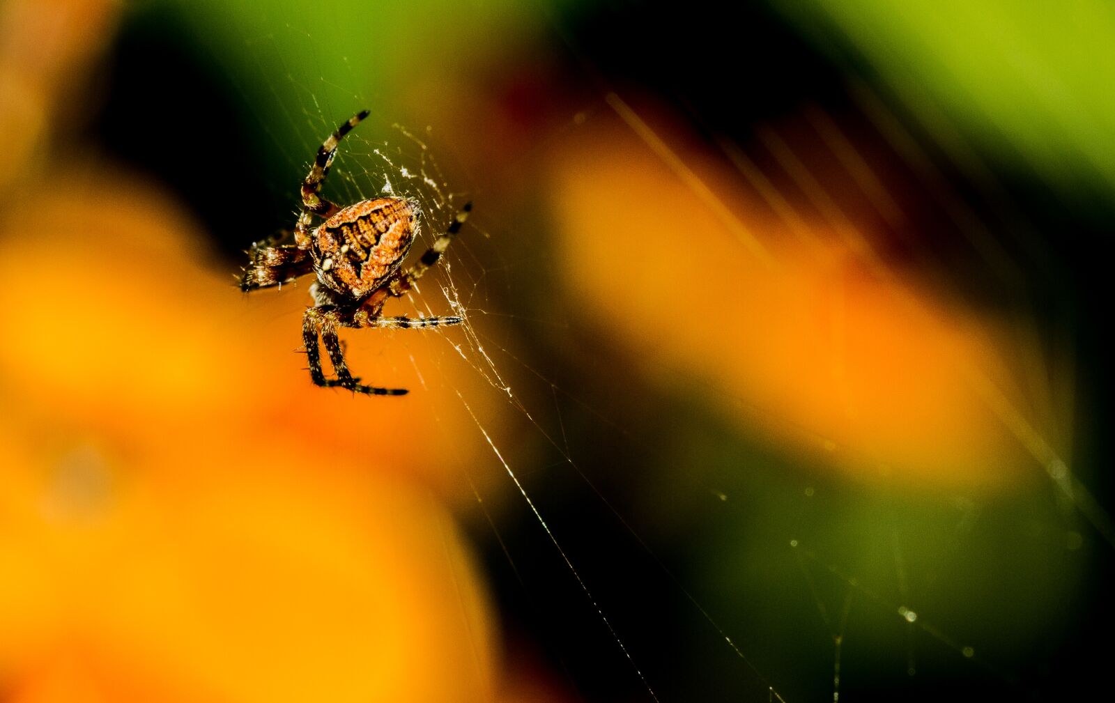 Canon EF 100mm F2.8L Macro IS USM sample photo. Animal, cobweb, insect photography