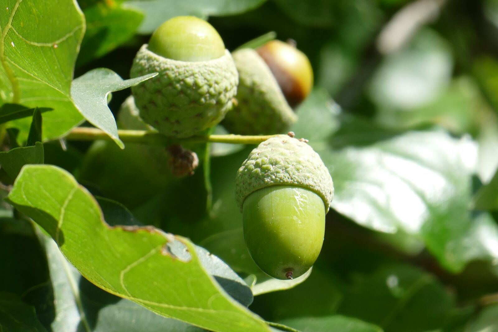 Panasonic Lumix DMC-FZ1000 sample photo. Close up, acorn, fruit photography