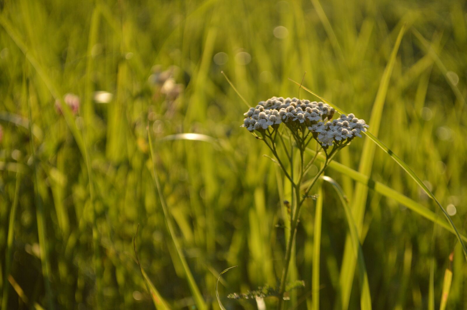Nikon D3200 sample photo. Summer, grass, umbrella photography