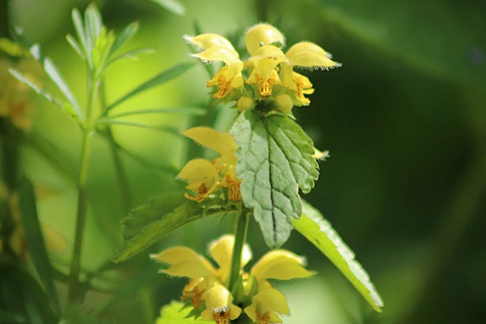 Canon EOS 800D (EOS Rebel T7i / EOS Kiss X9i) sample photo. Galeobdolon, dead nettle, flowers photography