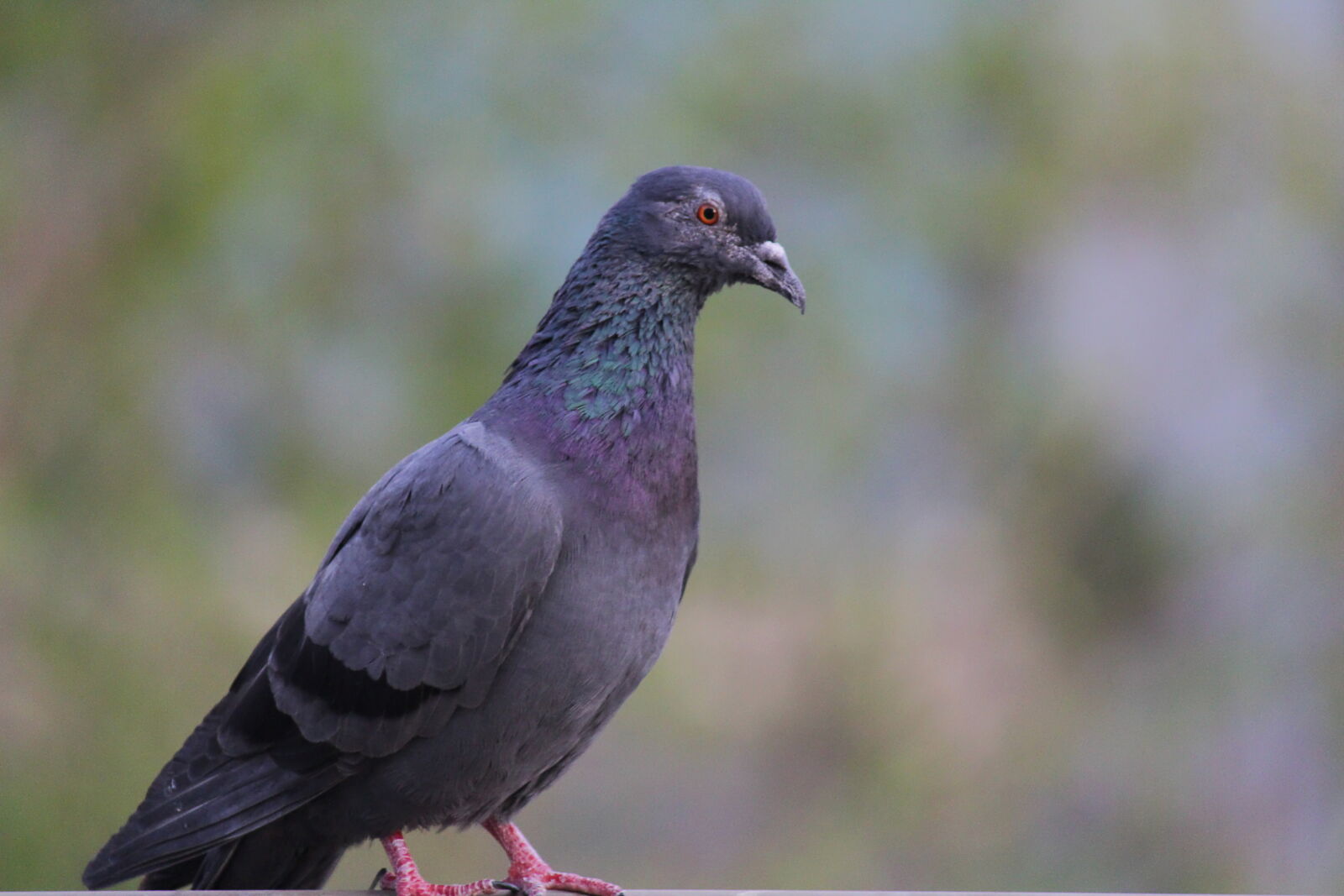 Canon EF-S 55-250mm F4-5.6 IS II sample photo. Bird, nature, pigeon photography