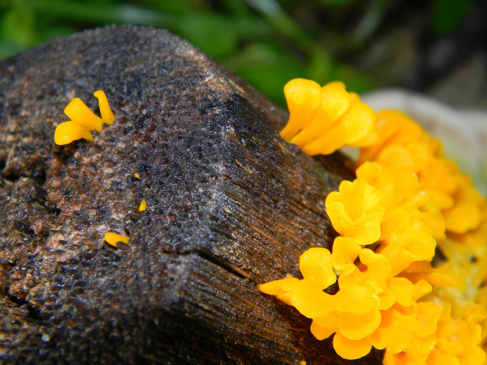 Nikon Coolpix L110 sample photo. Fungi, mushroom, food photography