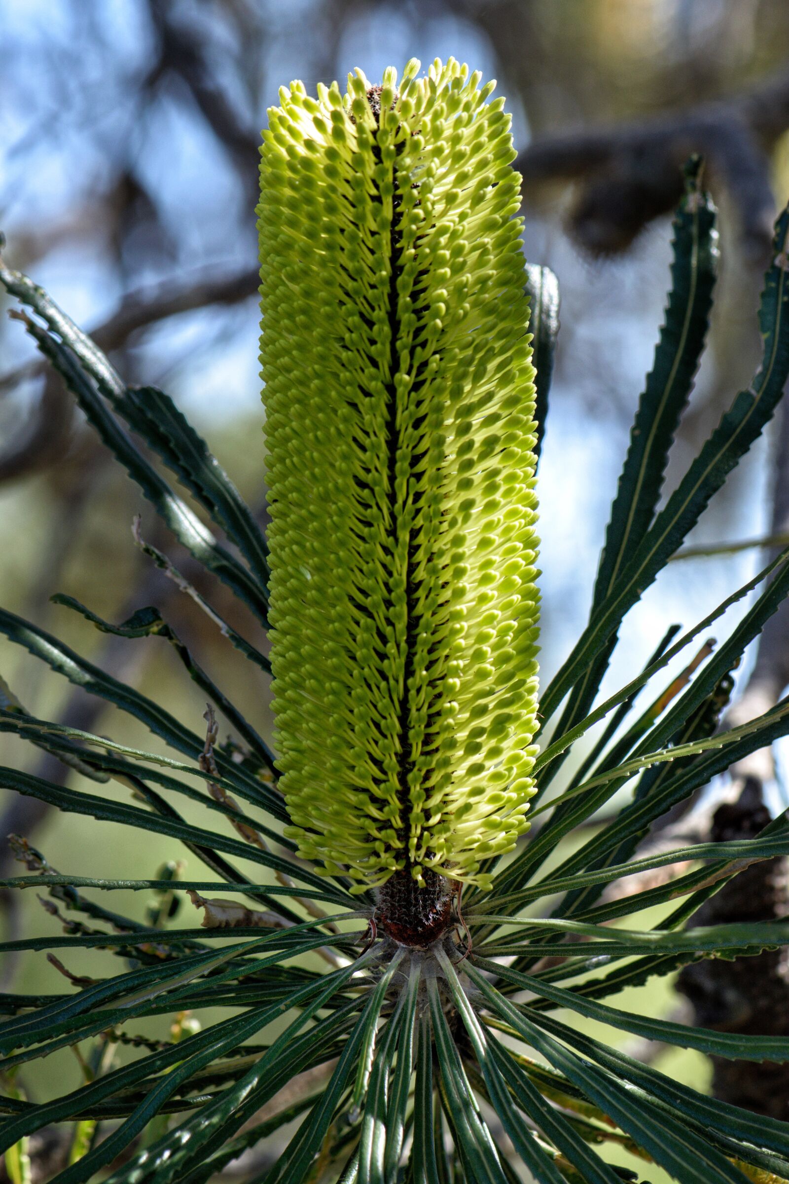 Nikon D3300 sample photo. Banksia attenuata, australia, flora photography