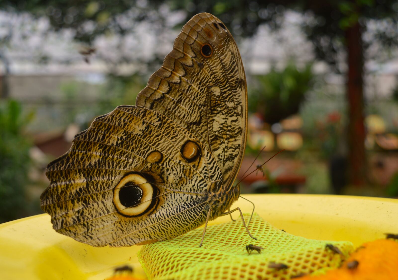 Nikon D3200 sample photo. Butterfly, owl butterfly, insect photography