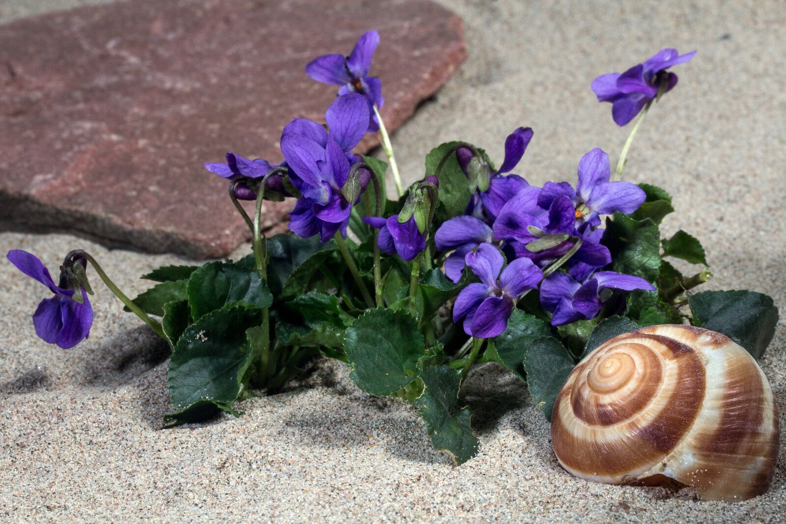 Canon EF-S 60mm F2.8 Macro USM sample photo. Violet, blossom, bloom photography