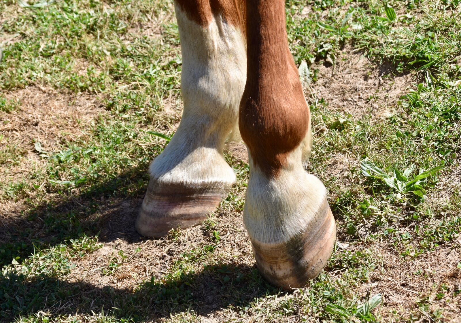 Nikon D5600 sample photo. Hooves of a horse photography
