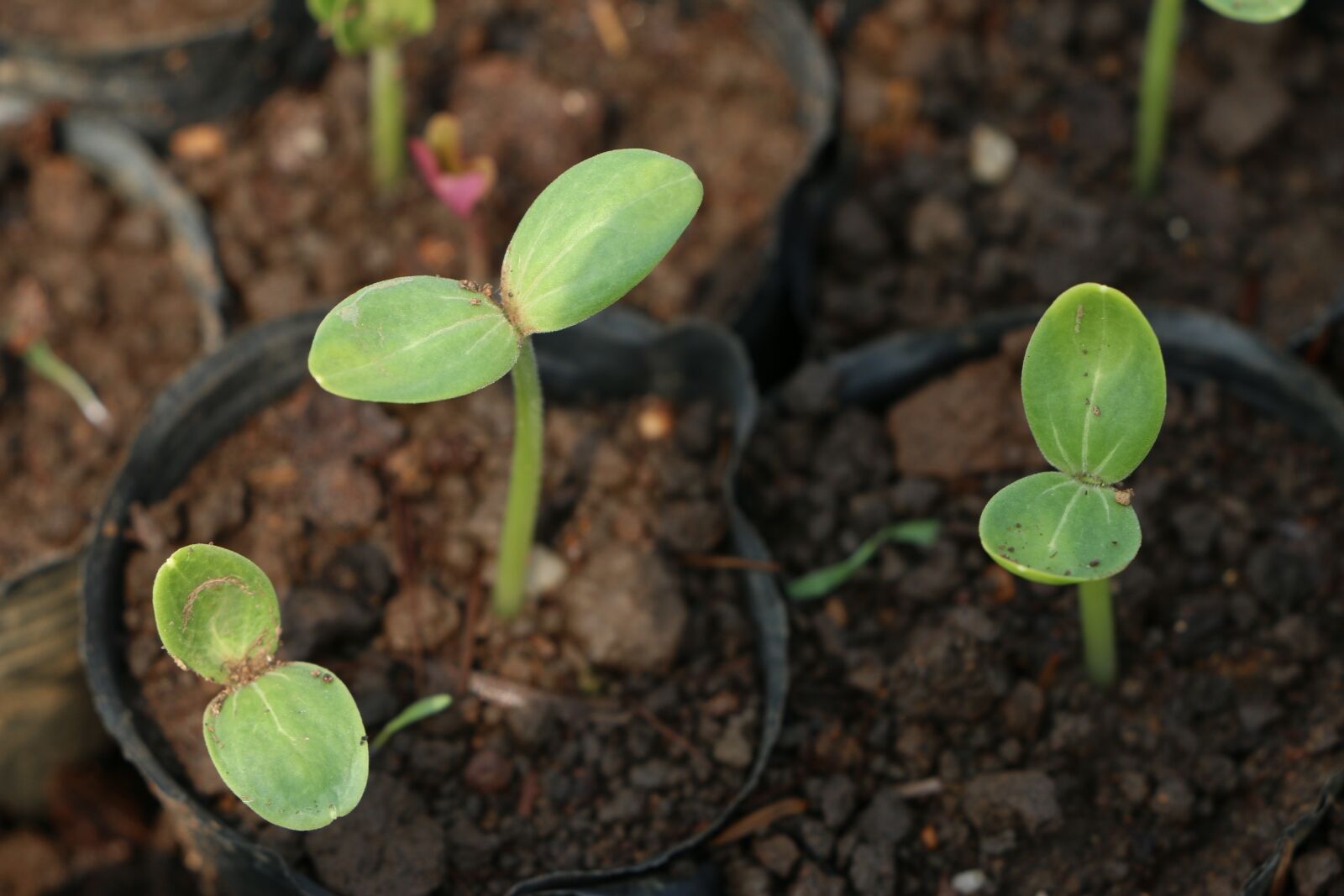 Canon EOS 70D sample photo. Plant, life, germination photography