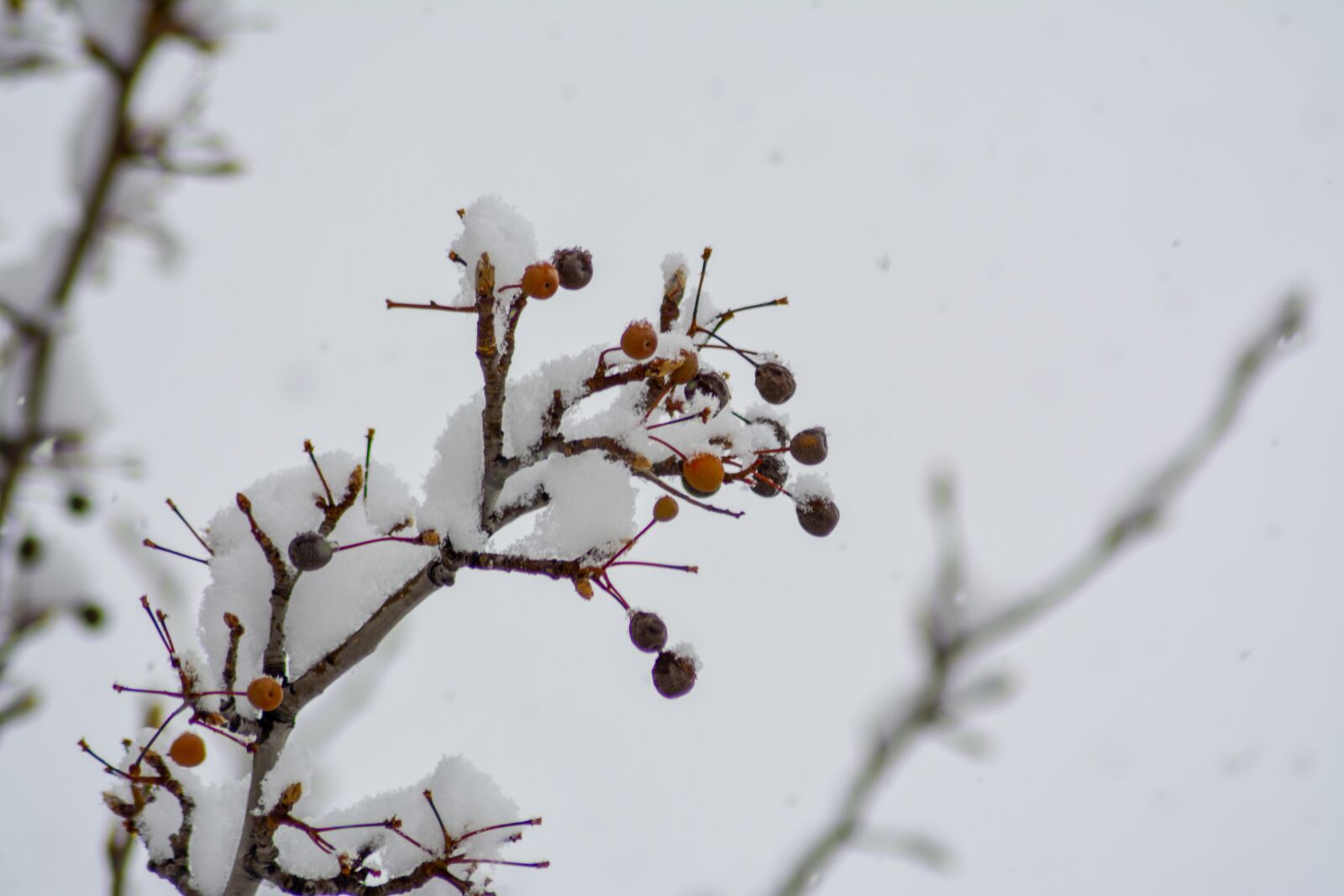 Nikon D5200 sample photo. Berries, red, snow photography