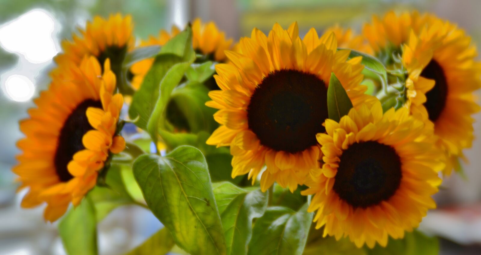 Nikon D600 sample photo. Sunflowers, petals, summer photography