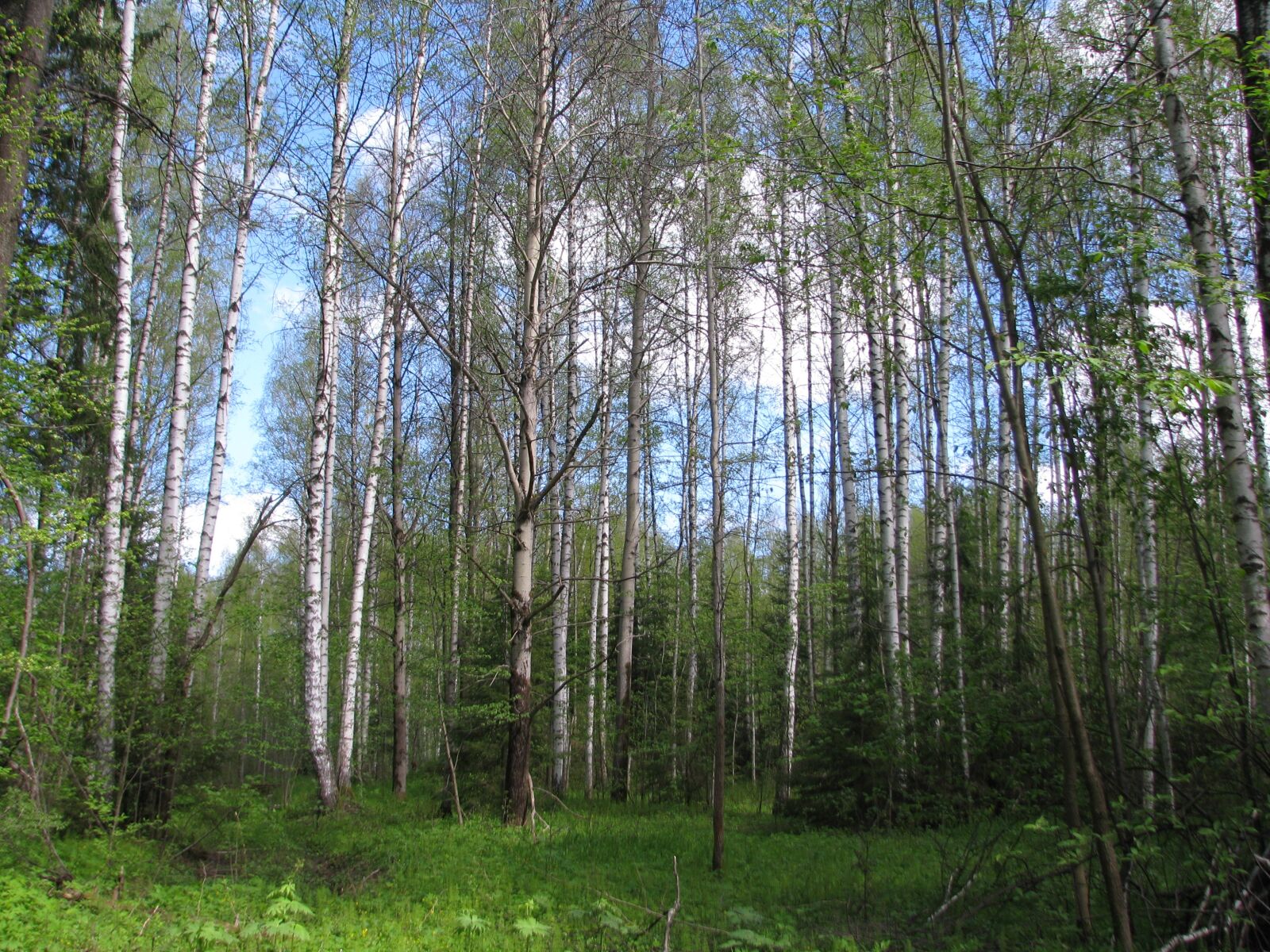 Canon POWERSHOT S5 IS sample photo. Spring, forest, birch photography
