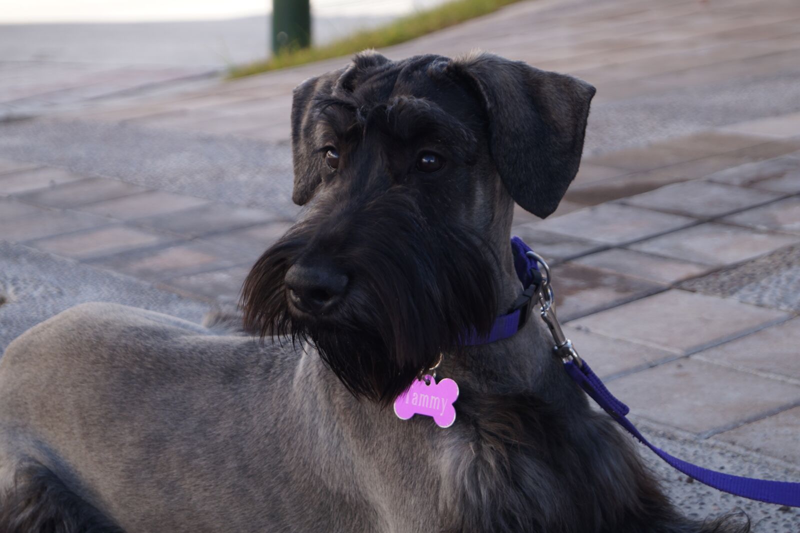 Sony DT 18-55mm F3.5-5.6 SAM II sample photo. Pet, dog, elegant photography