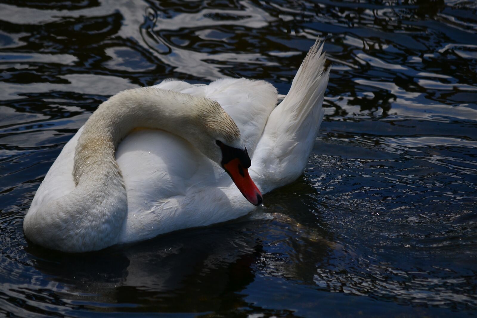 Nikon D3100 sample photo. Swan, white, water photography