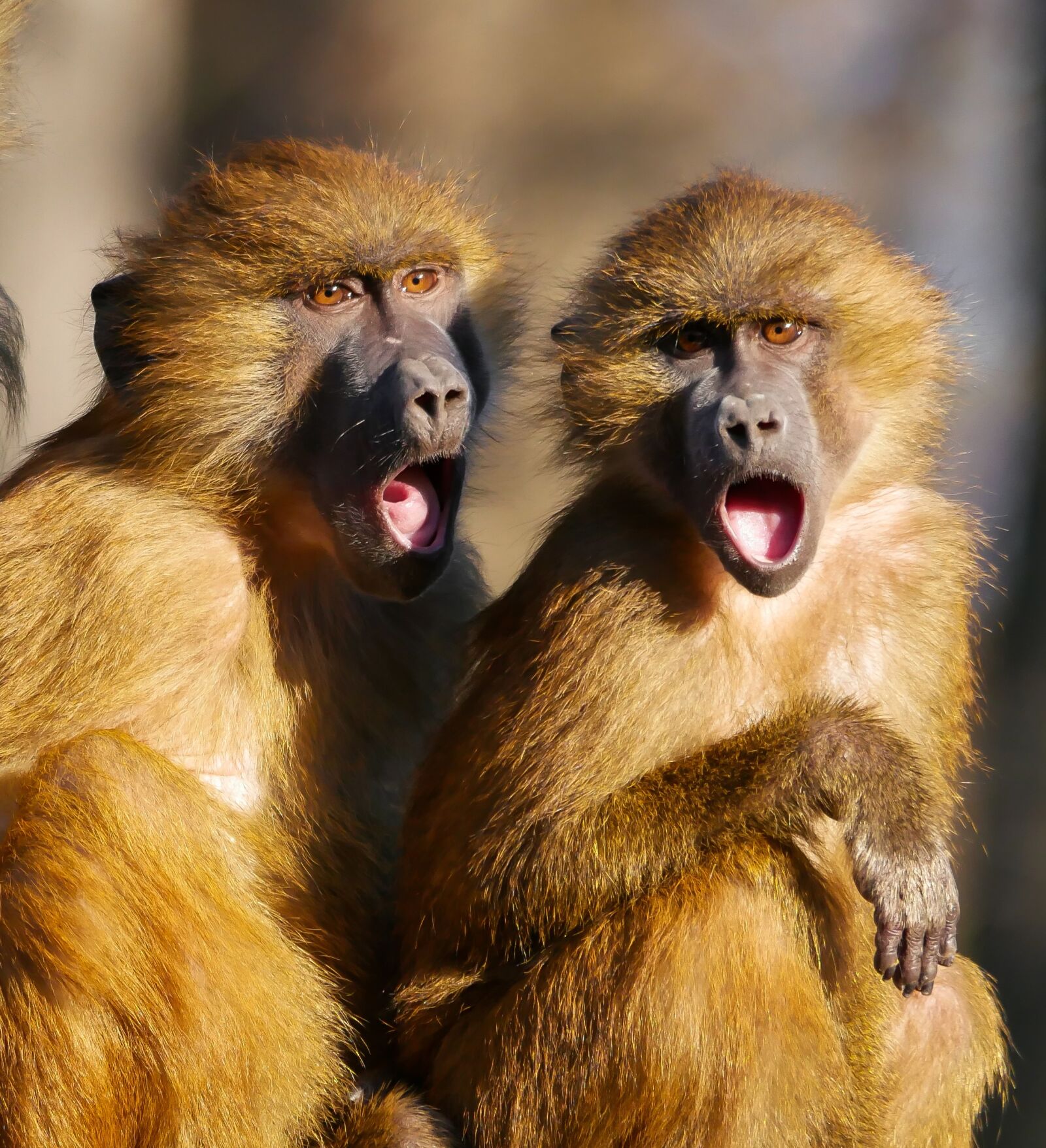 Panasonic DMC-G70 sample photo. Animal, ape, berber monkeys photography