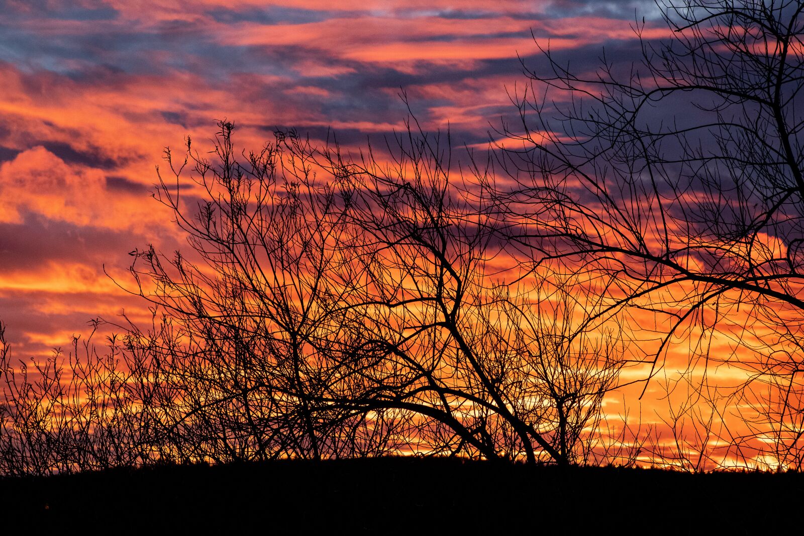 Canon EF 70-300mm F4-5.6 IS USM sample photo. Sunset, bushes, sky photography
