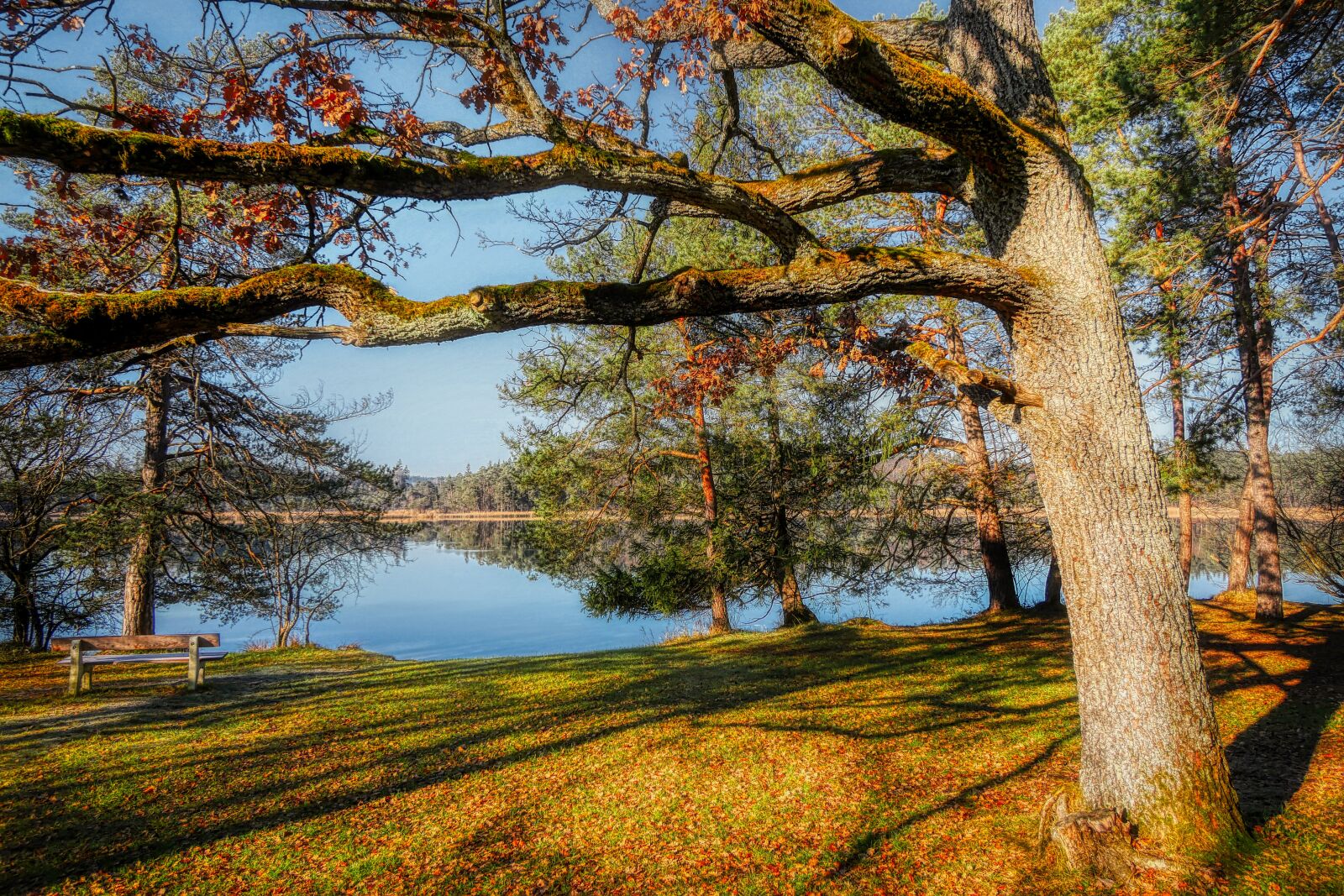 Panasonic Lumix DC-G90 (Lumix DC-G91) sample photo. Tree, lake, bank photography