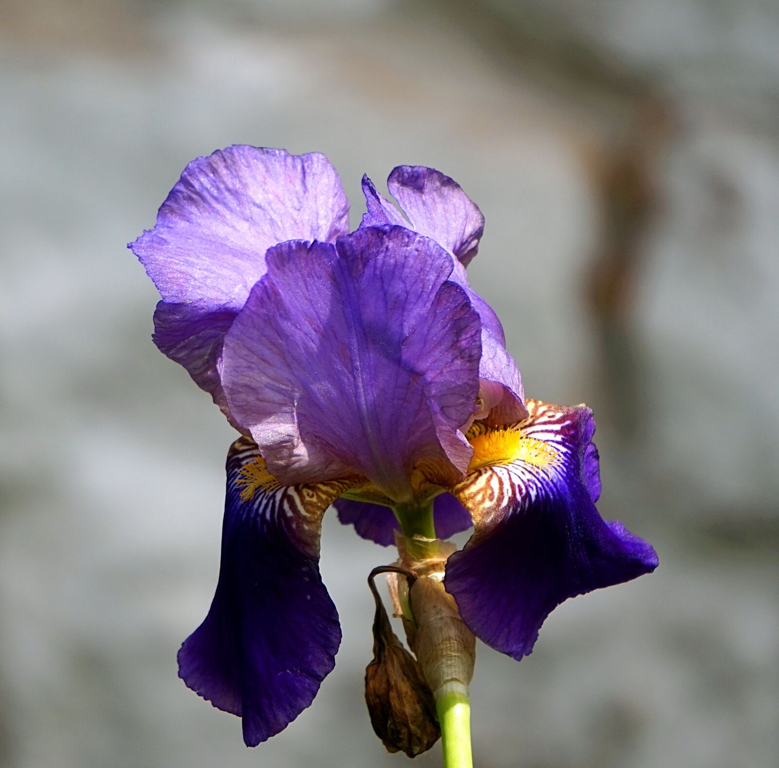 Sony Alpha a5000 (ILCE 5000) + Sony E 55-210mm F4.5-6.3 OSS sample photo. Iris, blue, blossom photography