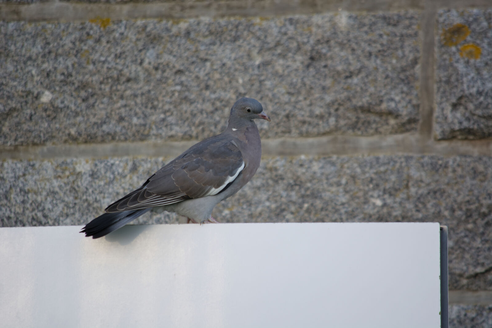 Nikon D5200 sample photo. Animalier, calme, faune, oiseau photography
