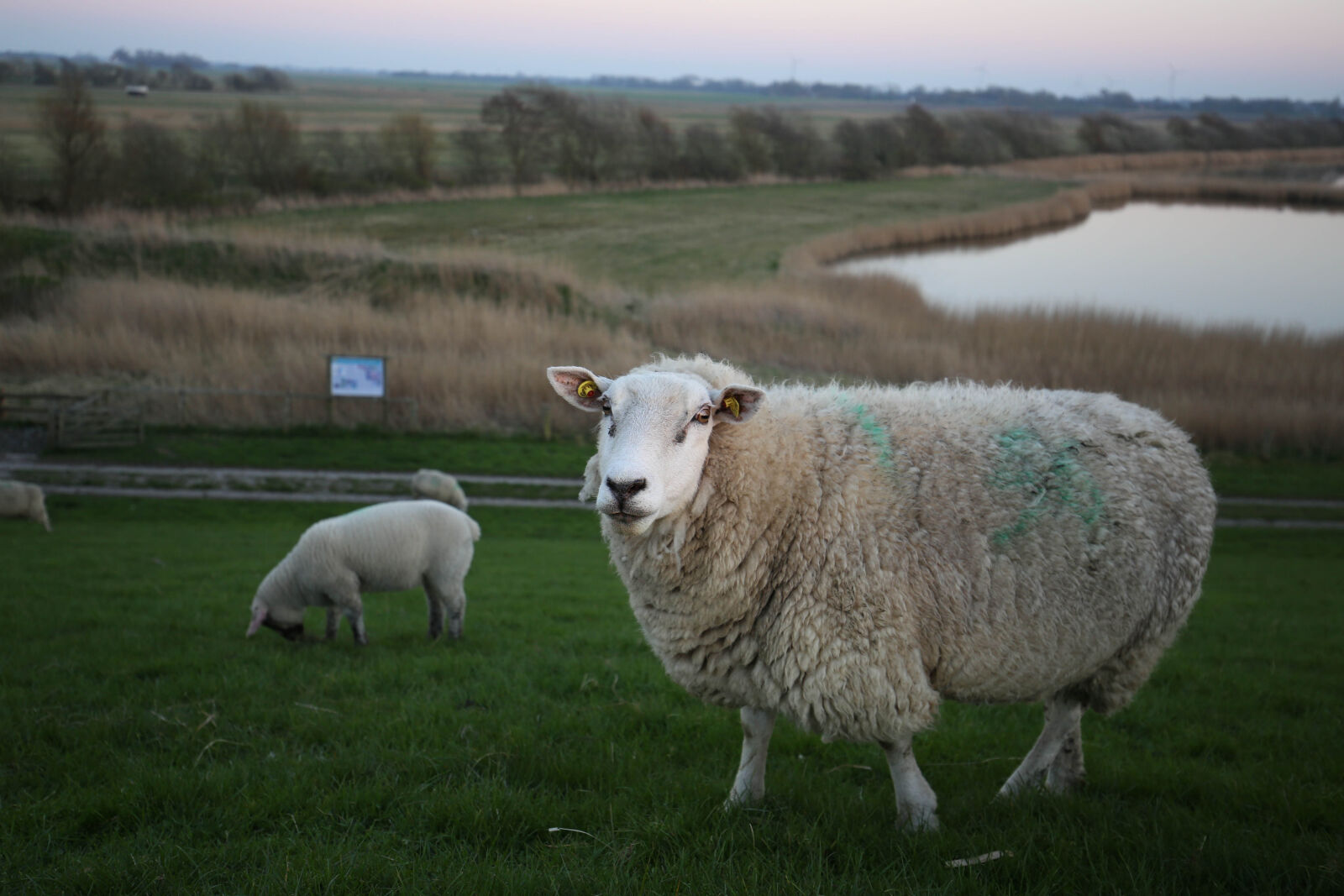 Canon EF 16-35mm F4L IS USM sample photo. Blue, sheep, sky photography