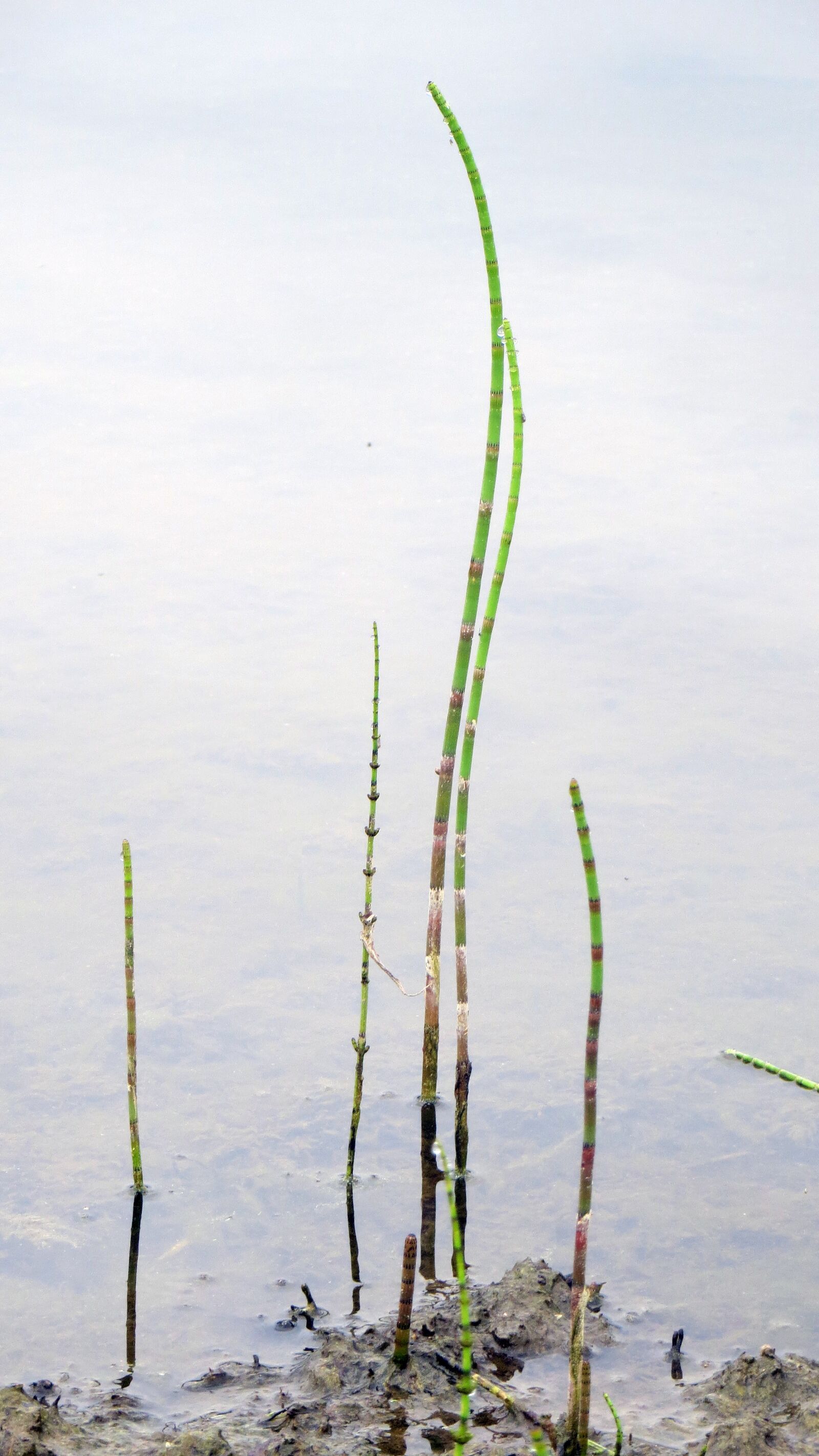 Canon PowerShot SX240 HS sample photo. Plant, aquatic plant, engine photography