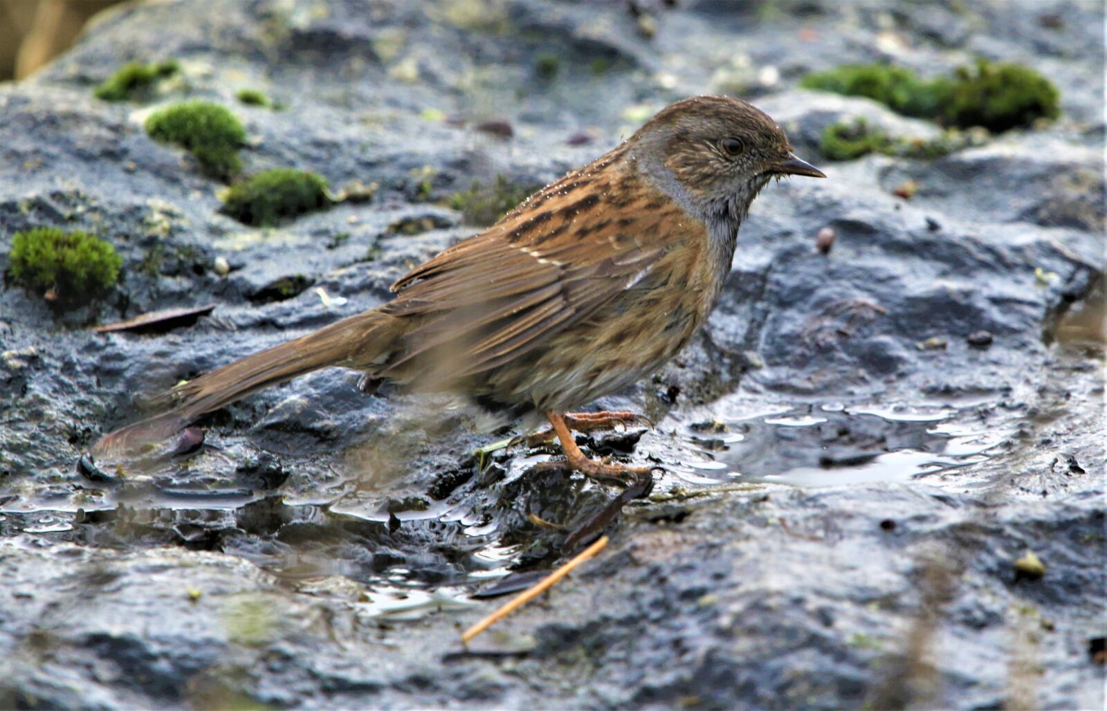 150-600mm F5-6.3 DG OS HSM | Contemporary 015 sample photo. Bird, dunnock, songbird photography
