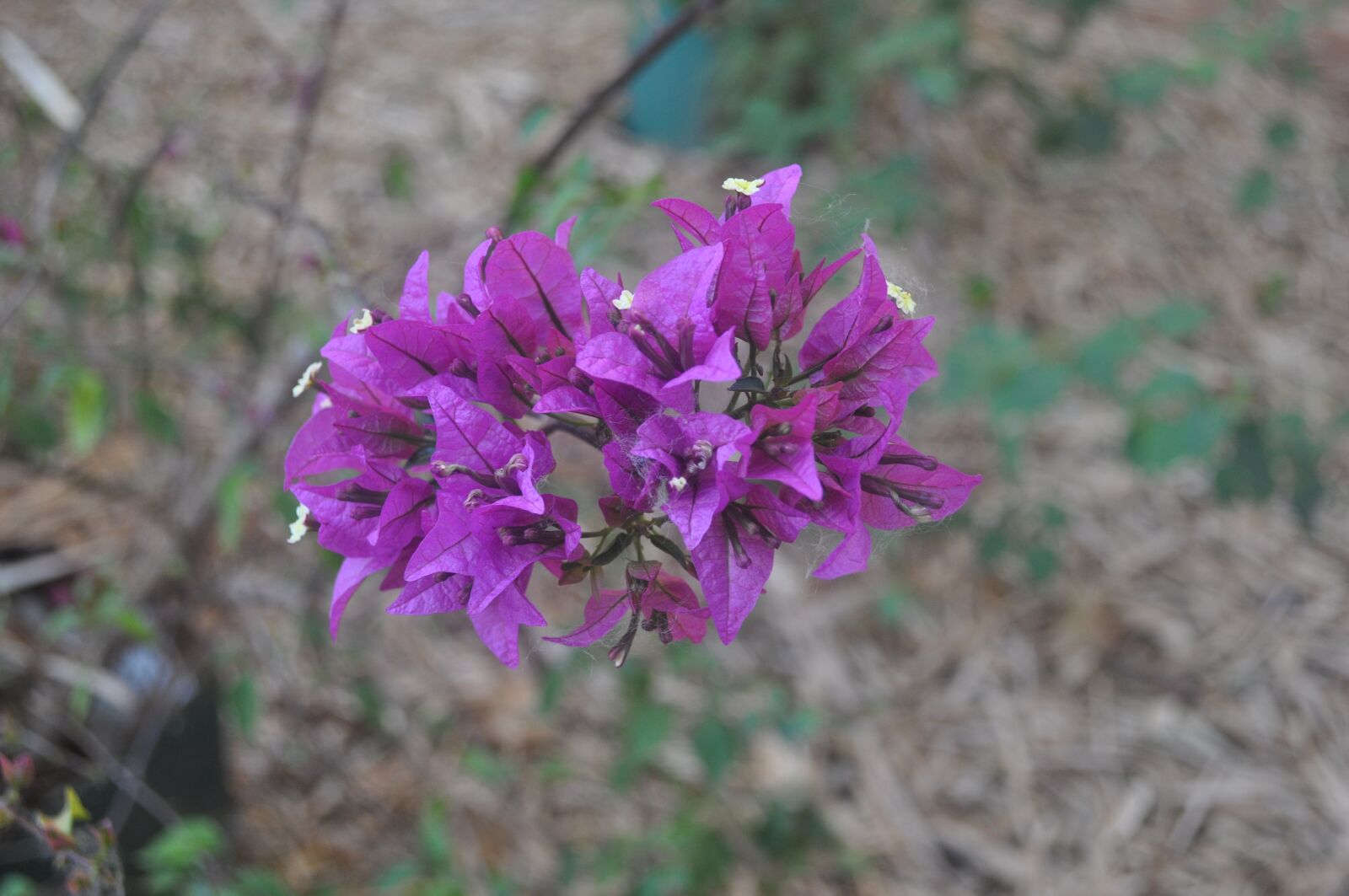 Nikon D5000 sample photo. Pink flower, the flower photography