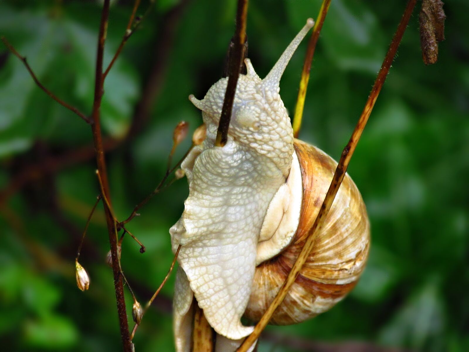 Canon PowerShot SX30 IS sample photo. Snail, bush photography