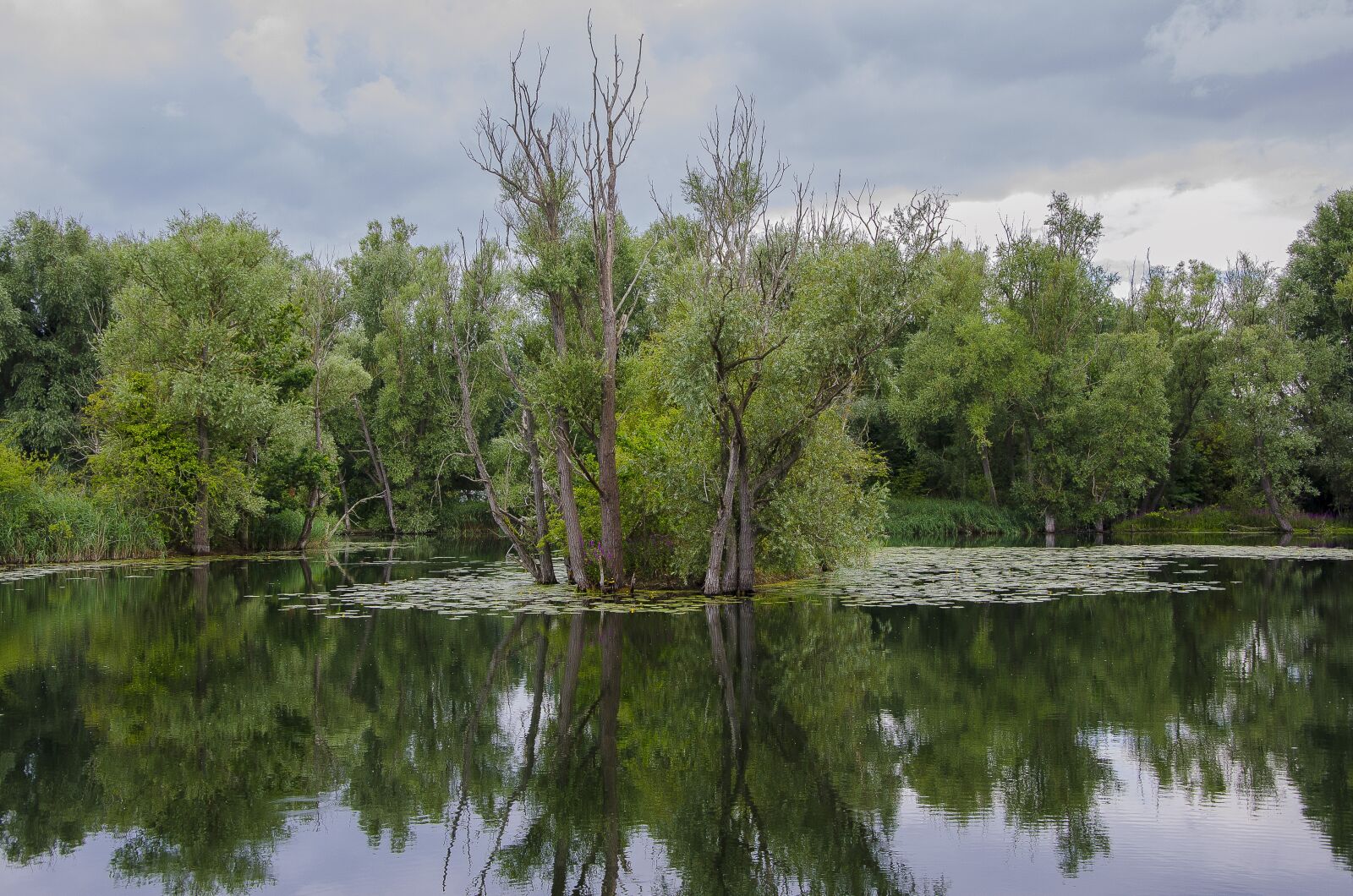 Nikon D7000 sample photo. Tree on the lake photography