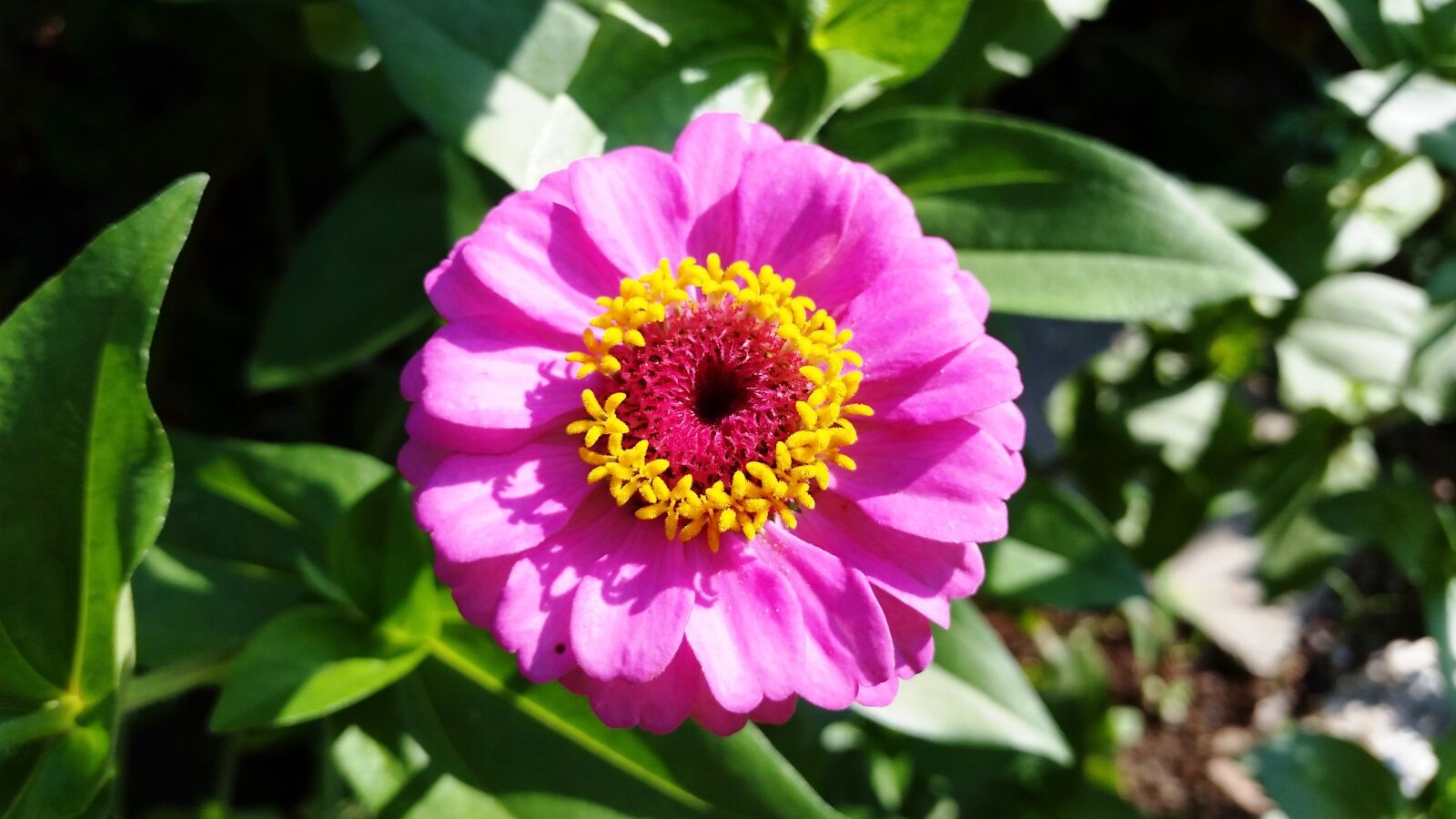 Samsung Galaxy S5 sample photo. Flower, nature, garden photography