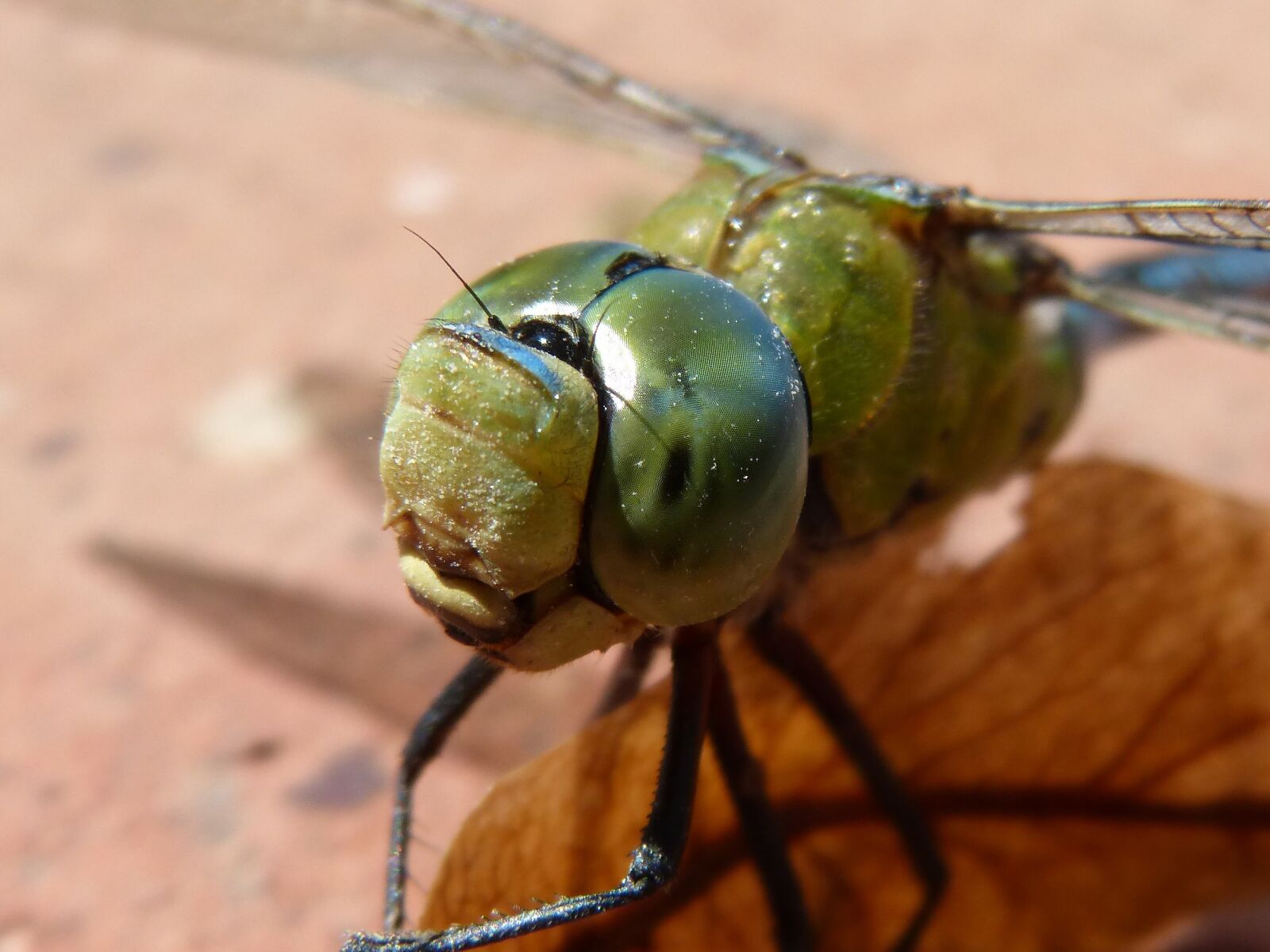 Panasonic DMC-FZ62 sample photo. Dragonfly, blue dragonfly, aeshna photography