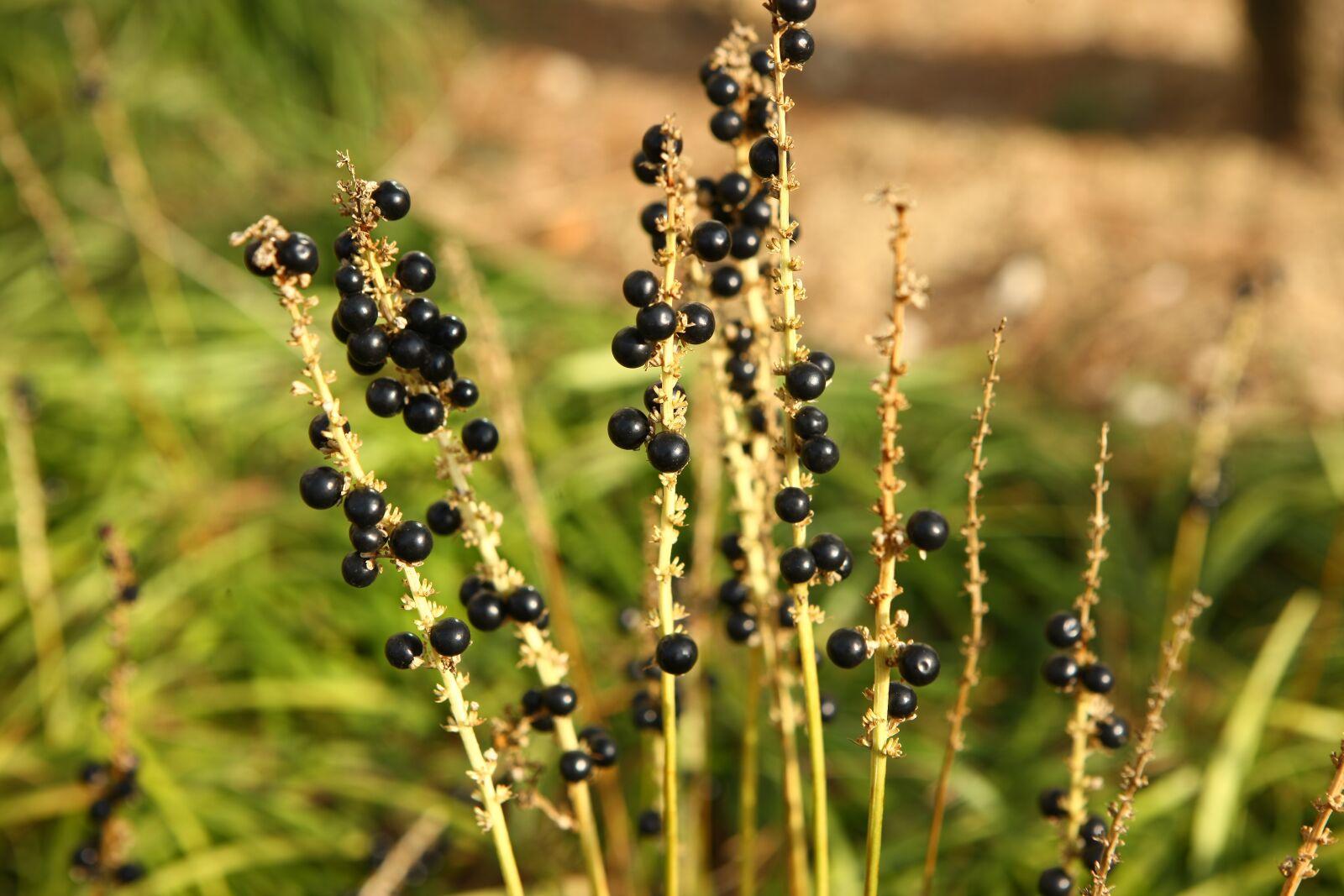 Canon EOS-1Ds Mark III sample photo. Plants, nature, leaf photography