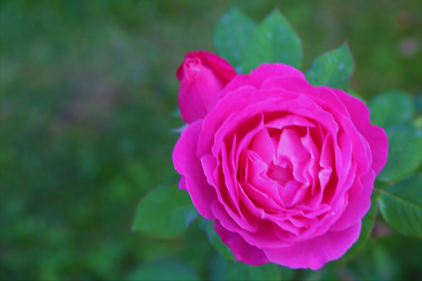 Canon EF 24-105mm F4L IS USM sample photo. Rose, spring, pink photography