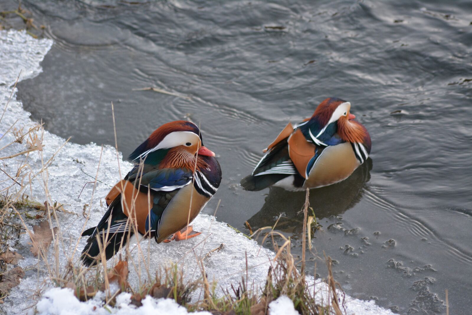 Nikon D5200 sample photo. Mandarinente, nature, water bird photography