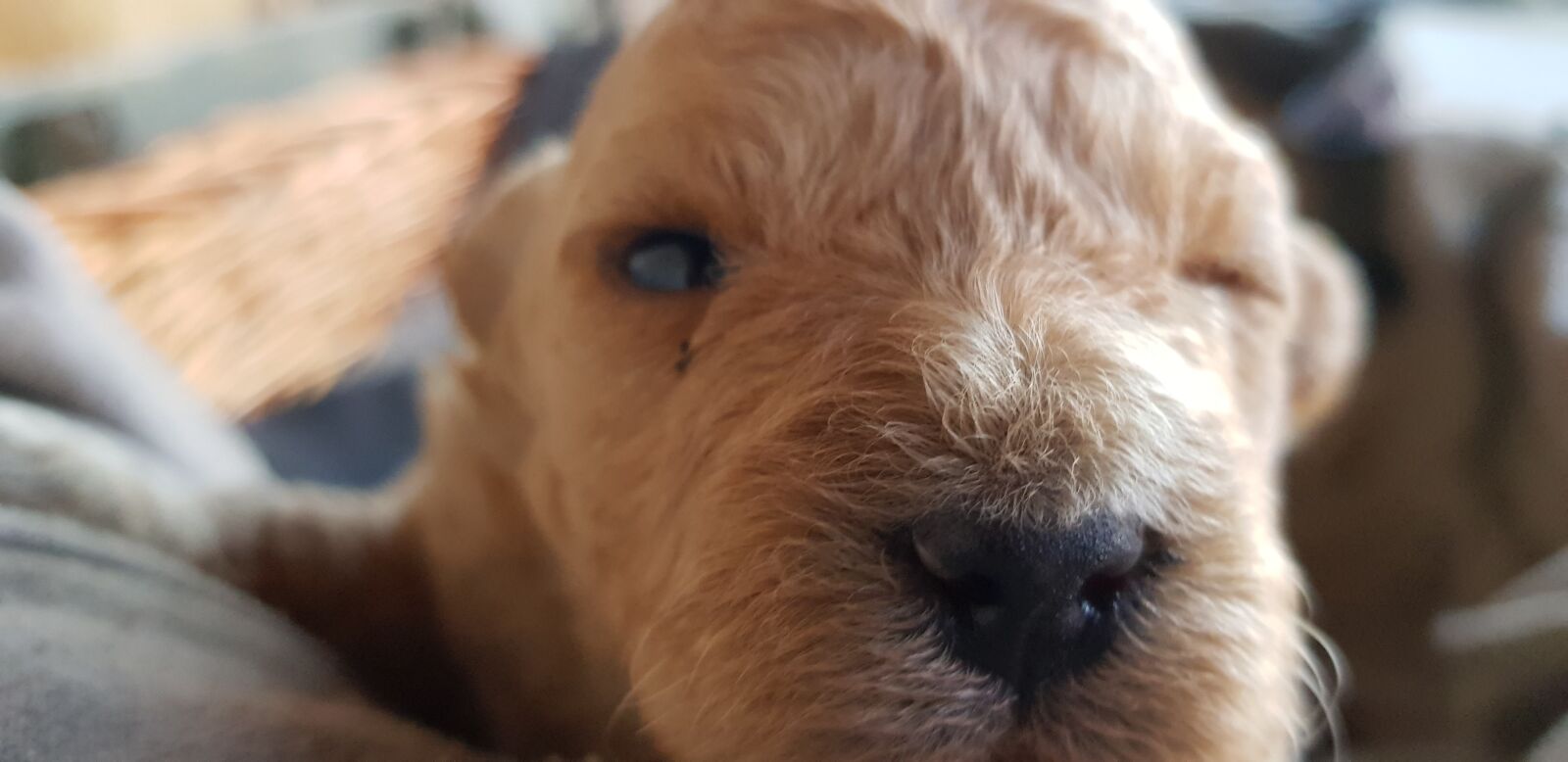 Samsung Galaxy S8 sample photo. Puppy, cute, animals photography