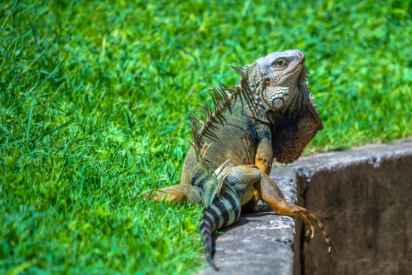 Canon EOS 750D (EOS Rebel T6i / EOS Kiss X8i) + Canon EF-S 55-250mm F4-5.6 IS STM sample photo. Iguana, reptile, wildlife photography