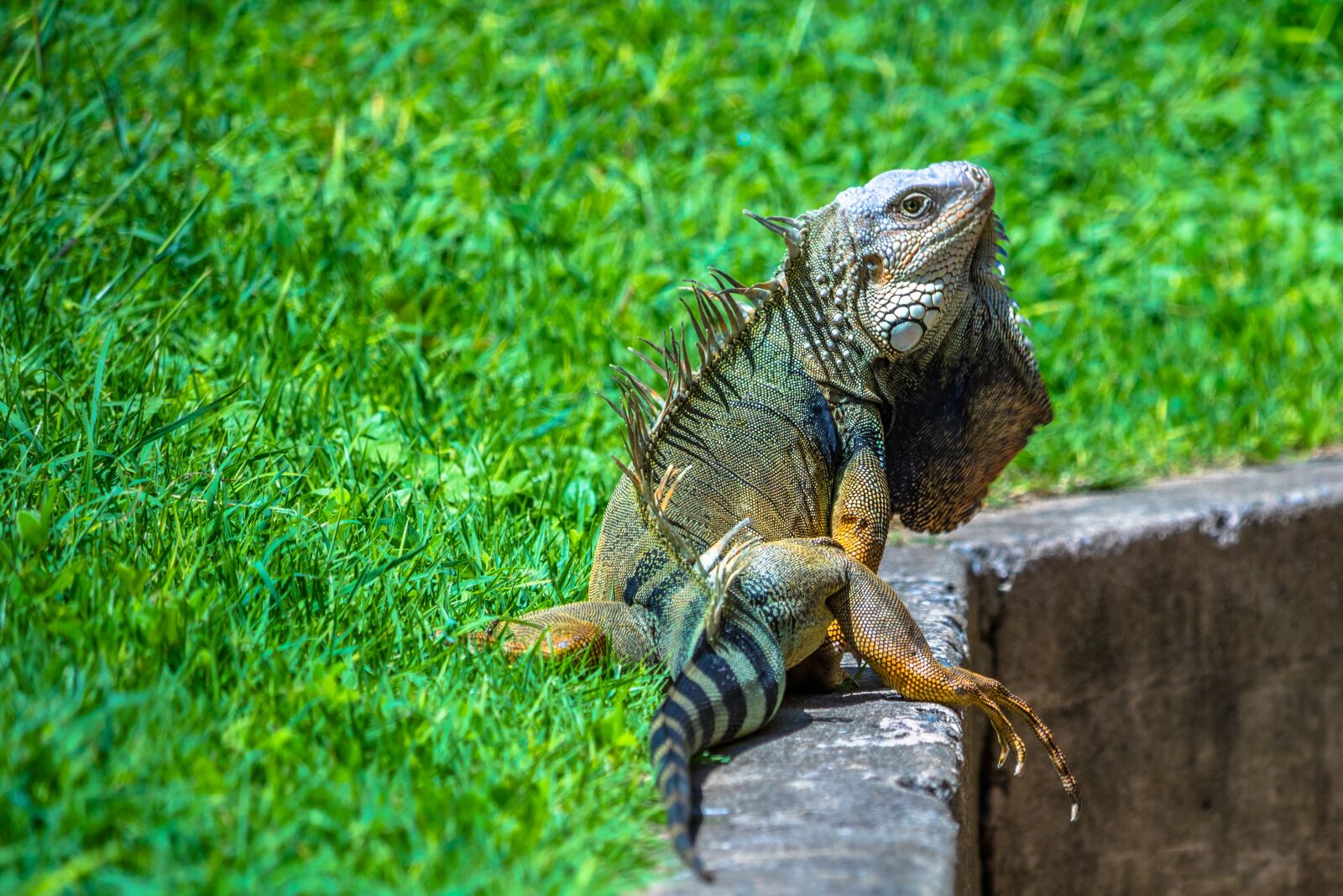 Canon EOS 750D (EOS Rebel T6i / EOS Kiss X8i) sample photo. Iguana, reptile, wildlife photography