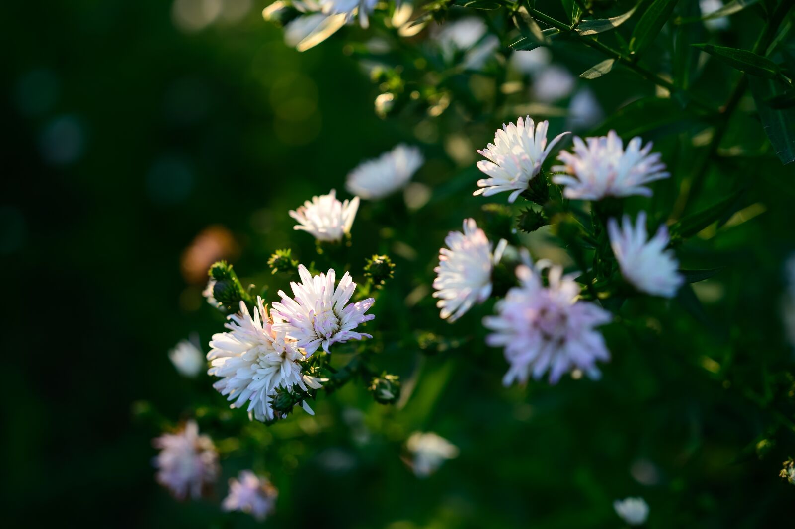 Nikon Df sample photo. Garden, flowers, buds photography