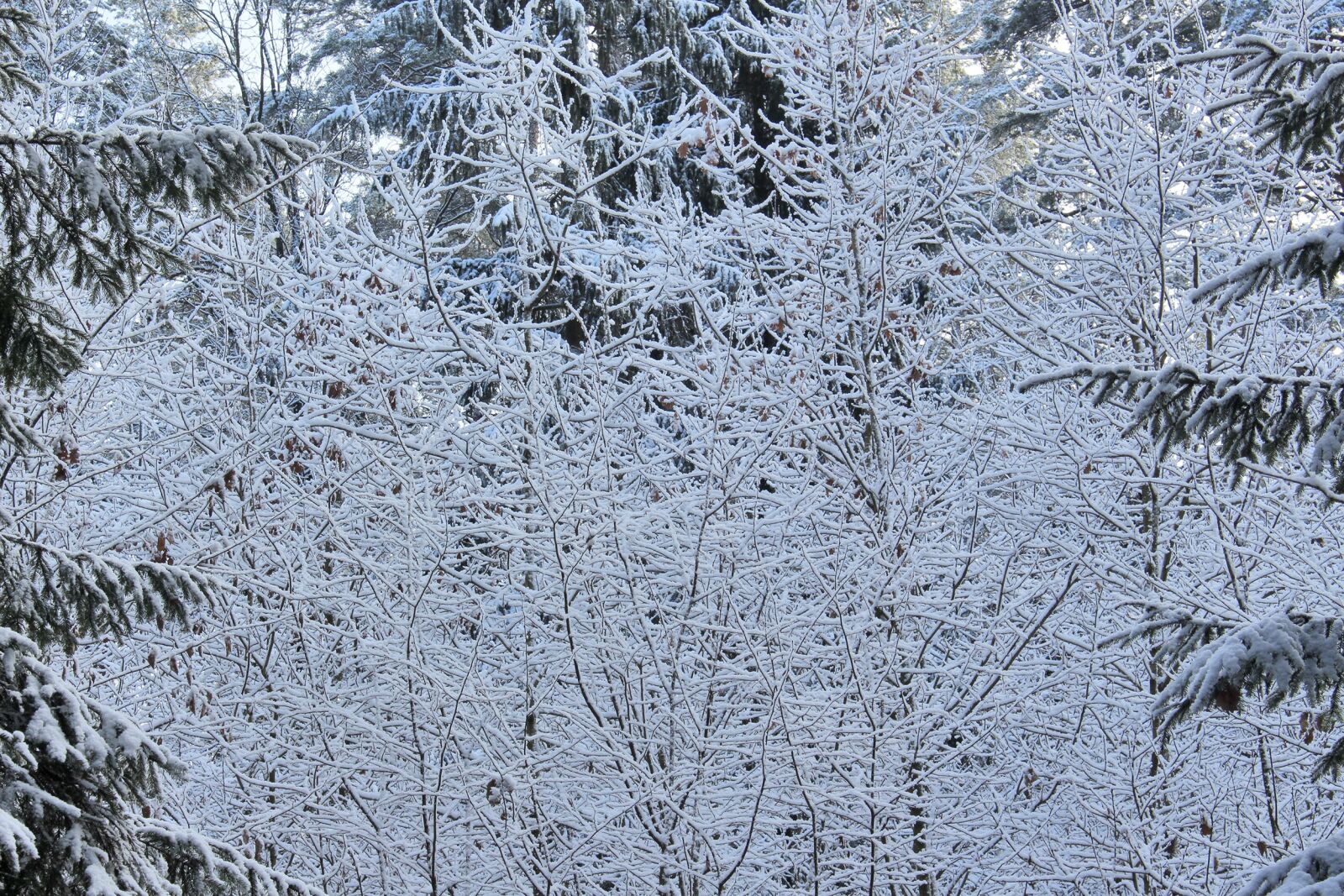 Canon EOS 700D (EOS Rebel T5i / EOS Kiss X7i) sample photo. Snow, tree, wood photography