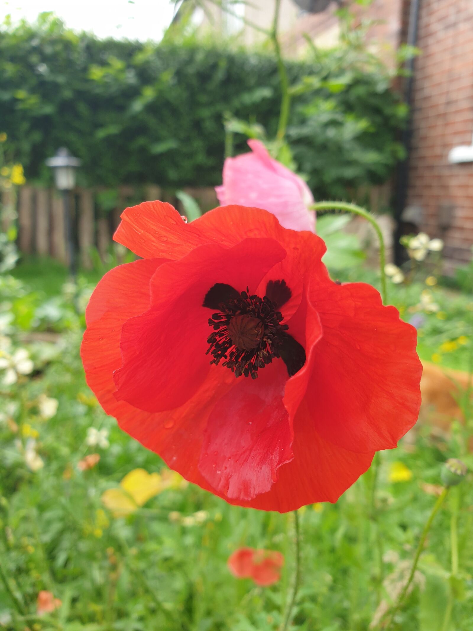 Samsung Galaxy S9 sample photo. Red, poppy, flower photography