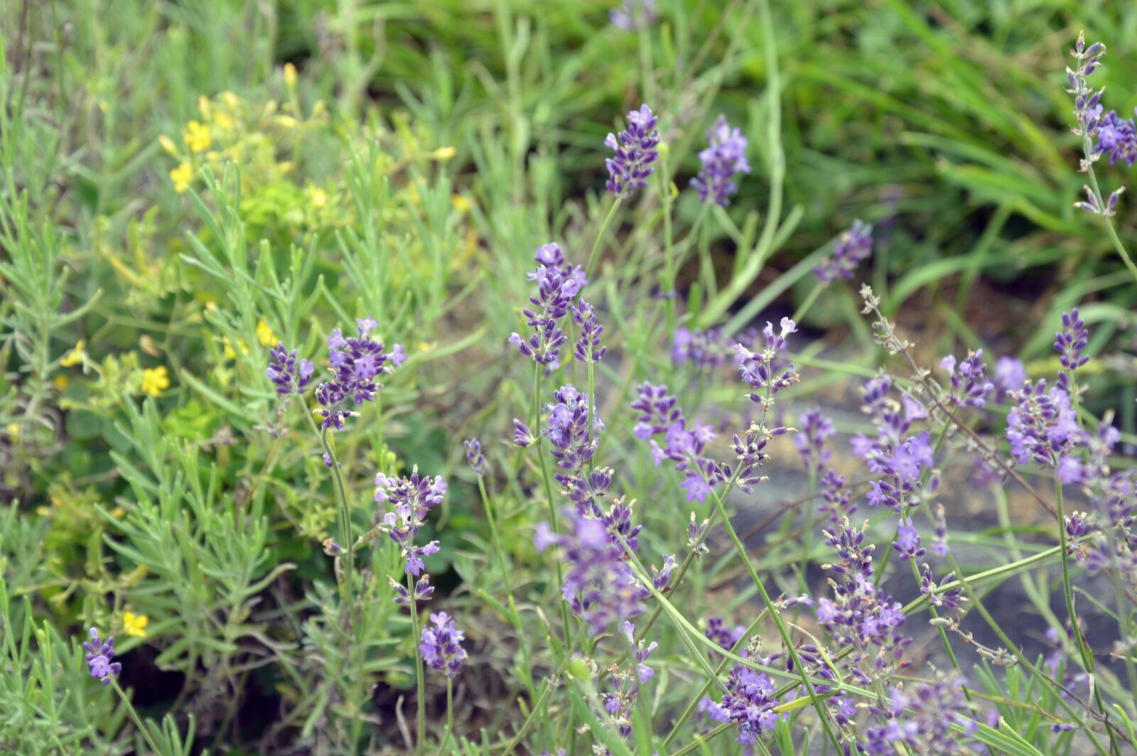 Nikon D3200 sample photo. Lavender, purple flower, violet photography