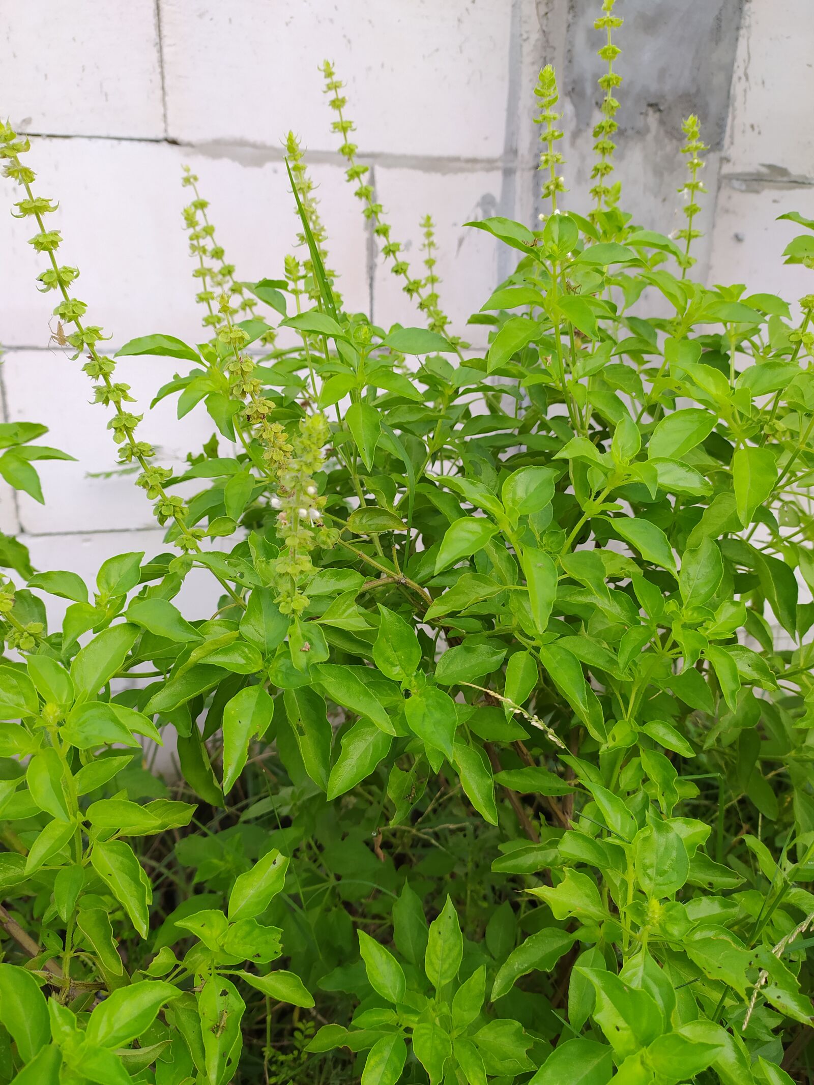 Xiaomi Redmi Note 8 sample photo. Basil, plant, background photography