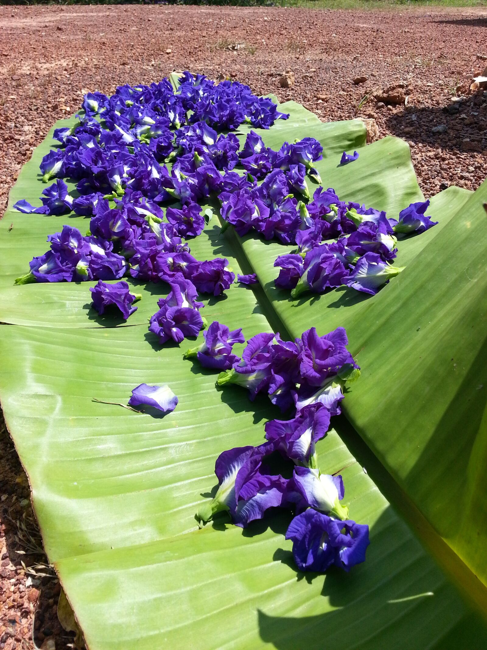 Samsung Galaxy Note2 sample photo. Flower, side, asia photography
