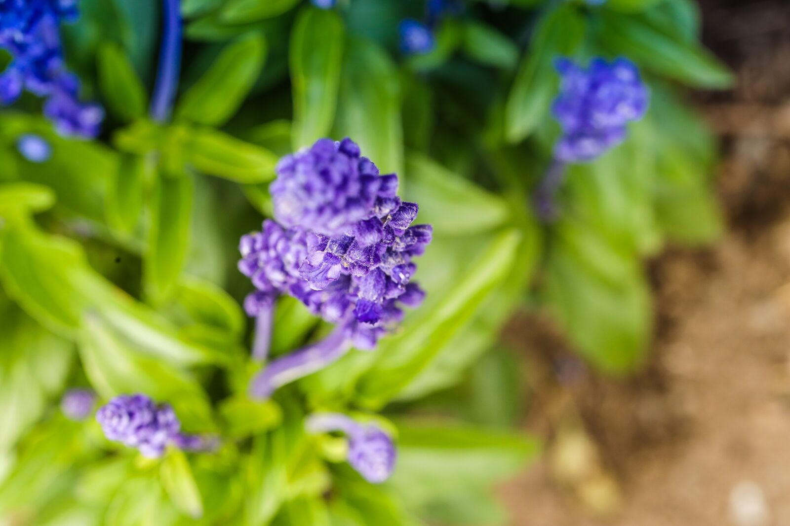 Canon EOS R sample photo. Flower, blossom, blue photography