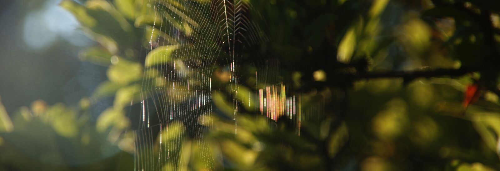 Sony SLT-A57 sample photo. Cobweb, web, weave photography