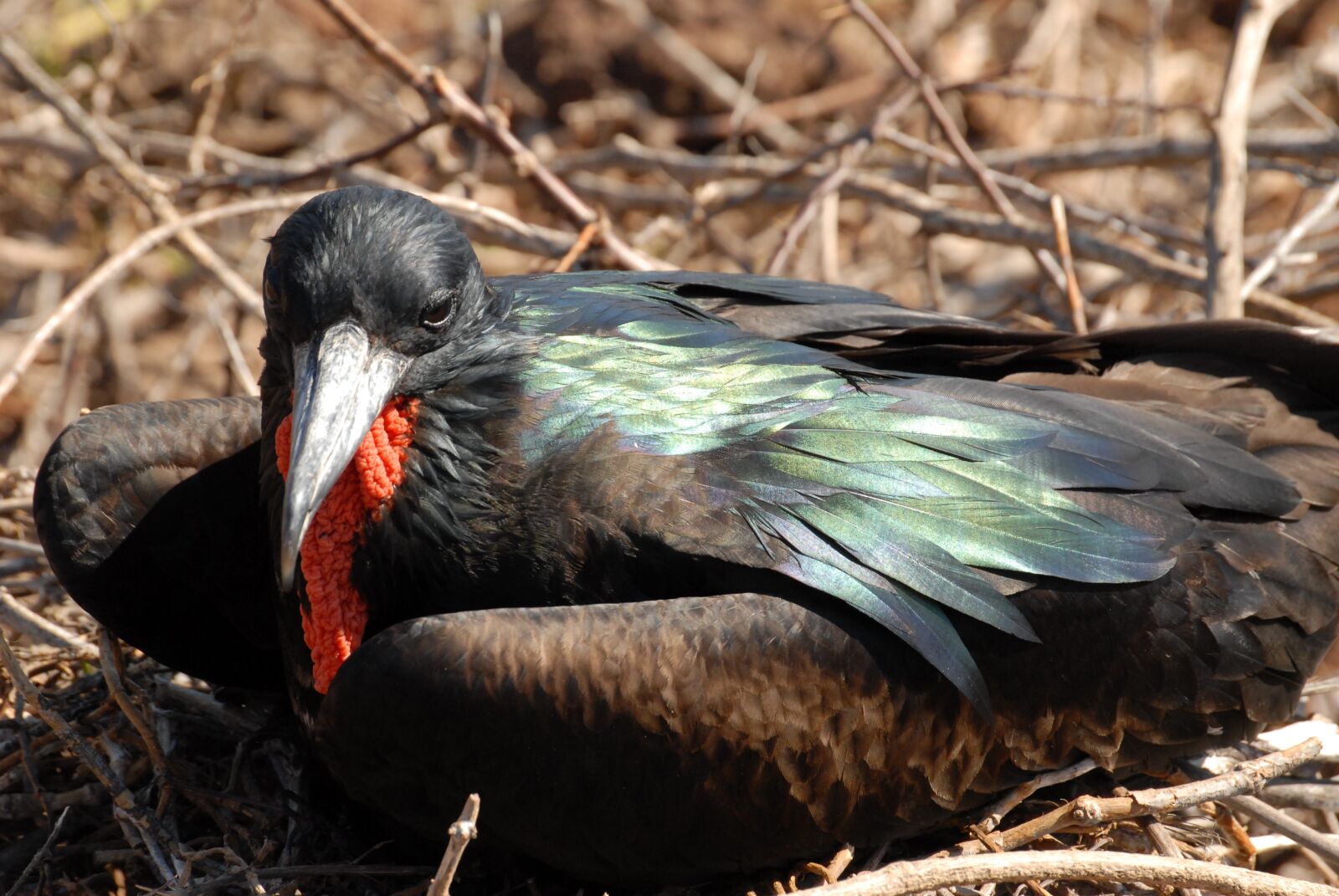 Nikon D200 sample photo. Frigate, bird, galapagos photography