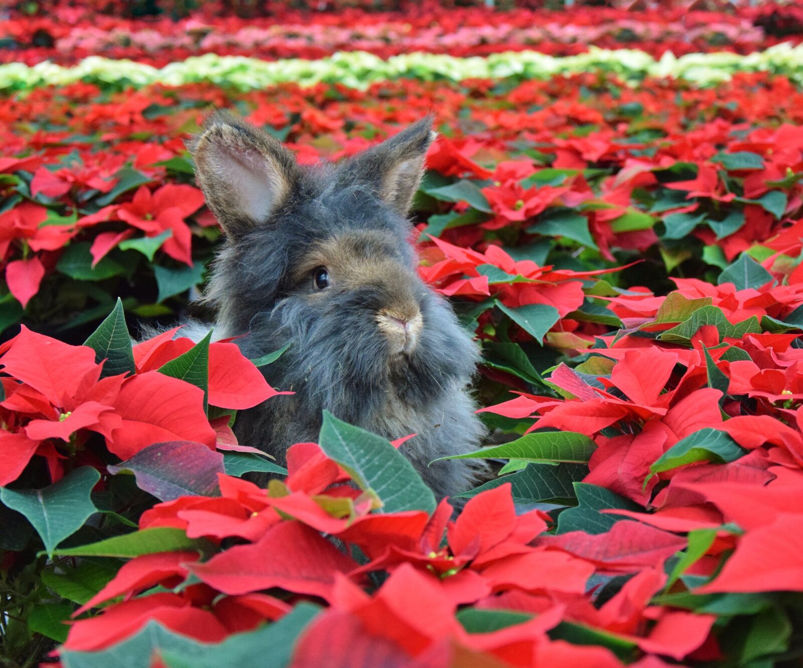 Nikon D5300 sample photo. Flower, nature, animal photography