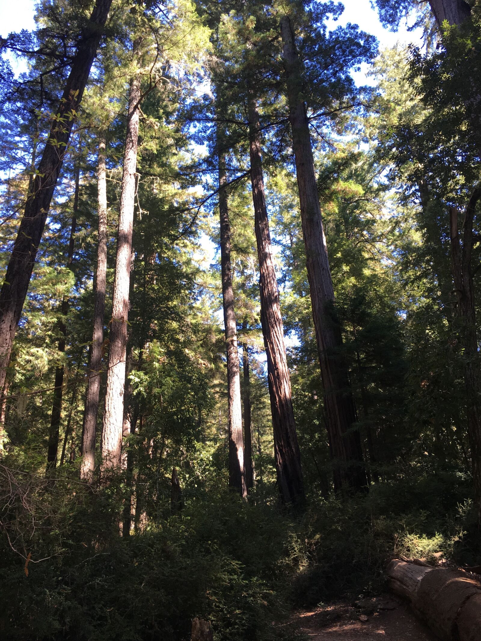 Apple iPhone 6s Plus sample photo. Redwood, forest, giant trees photography