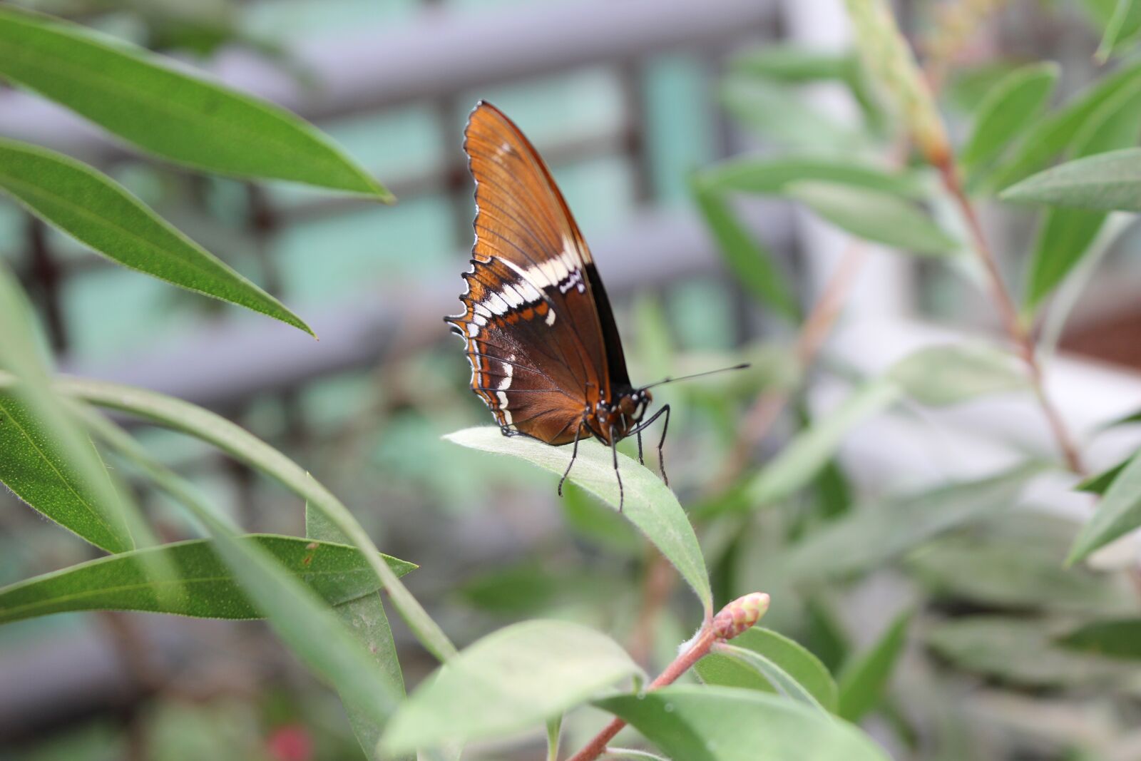Canon EOS 600D (Rebel EOS T3i / EOS Kiss X5) sample photo. Butterfly, botanical garden, close photography