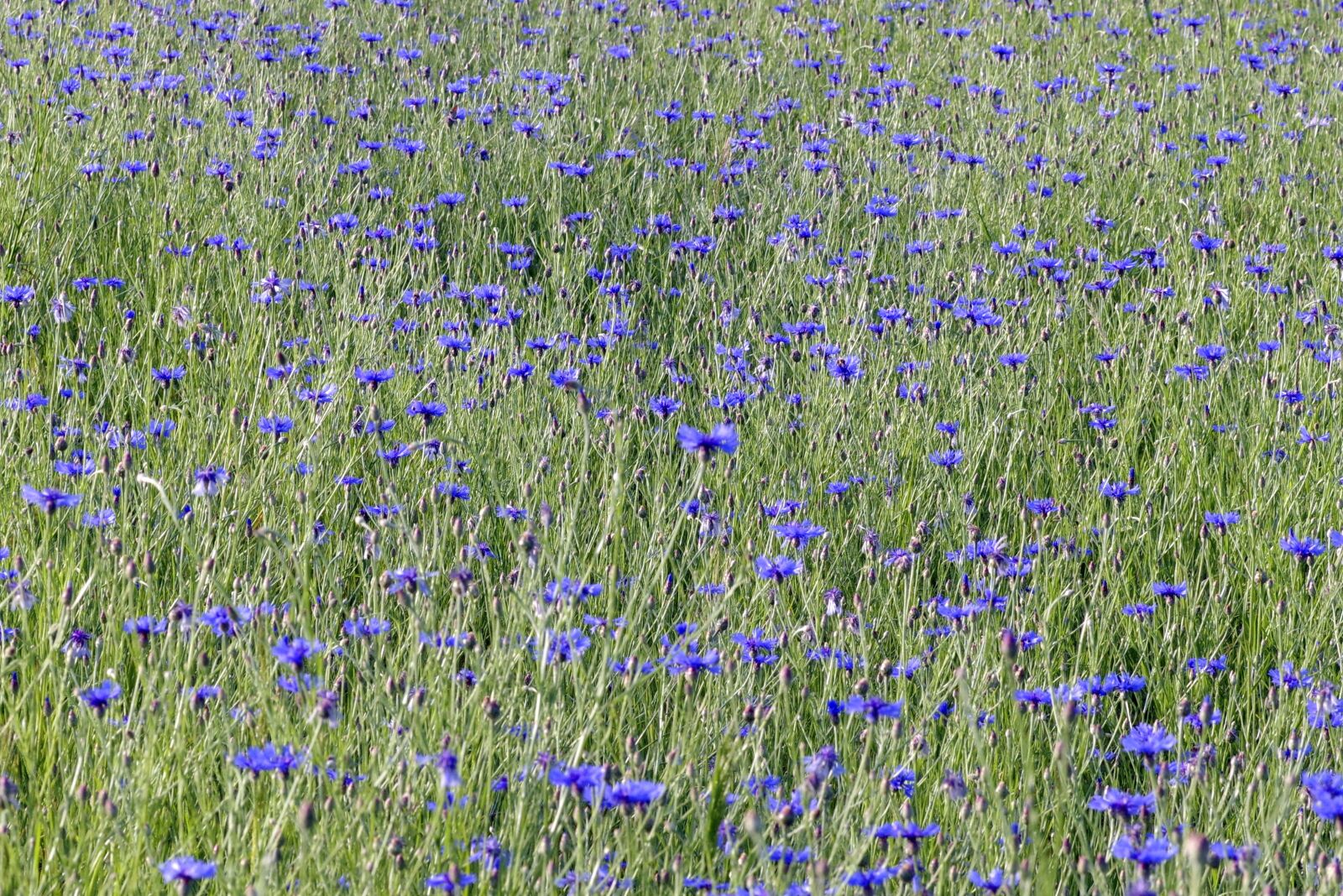 Pentax K-S2 sample photo. Cornflowers, flowers, the beasts photography