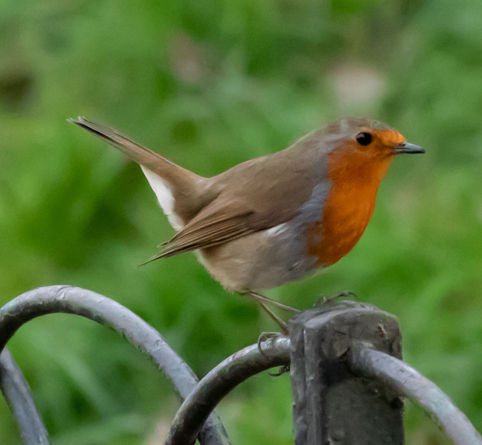 Canon EOS 7D Mark II + Canon EF 70-200mm F4L USM sample photo. Robin redbreast perched on photography